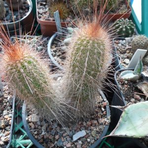 Helianthocereus (trichocereus)  sp. VG 216