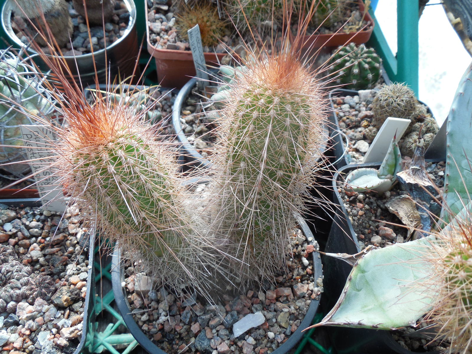 Helianthocereus (trichocereus)  sp. VG 216