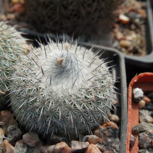 Epithelantha  unguispina - Kohres -