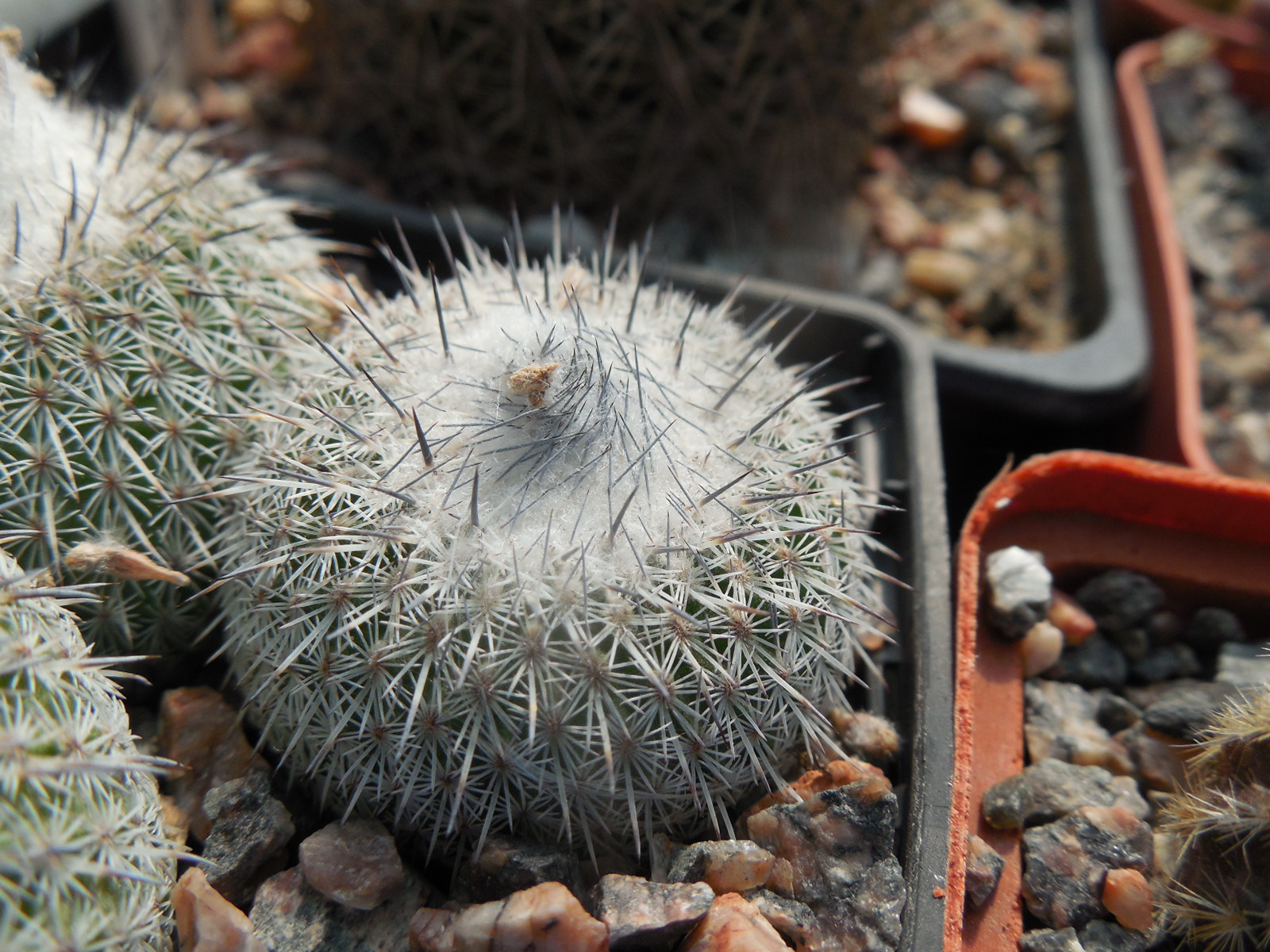 Epithelantha  unguispina - Kohres -