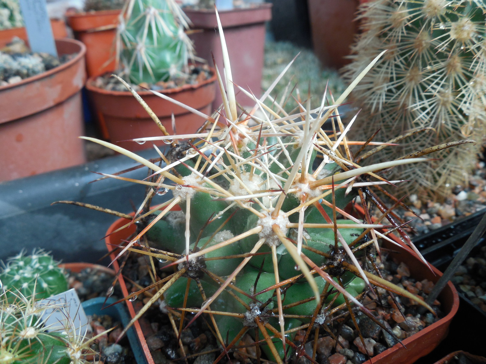 Coryphantha scheerii - v.robustispina SB 728 - MG -