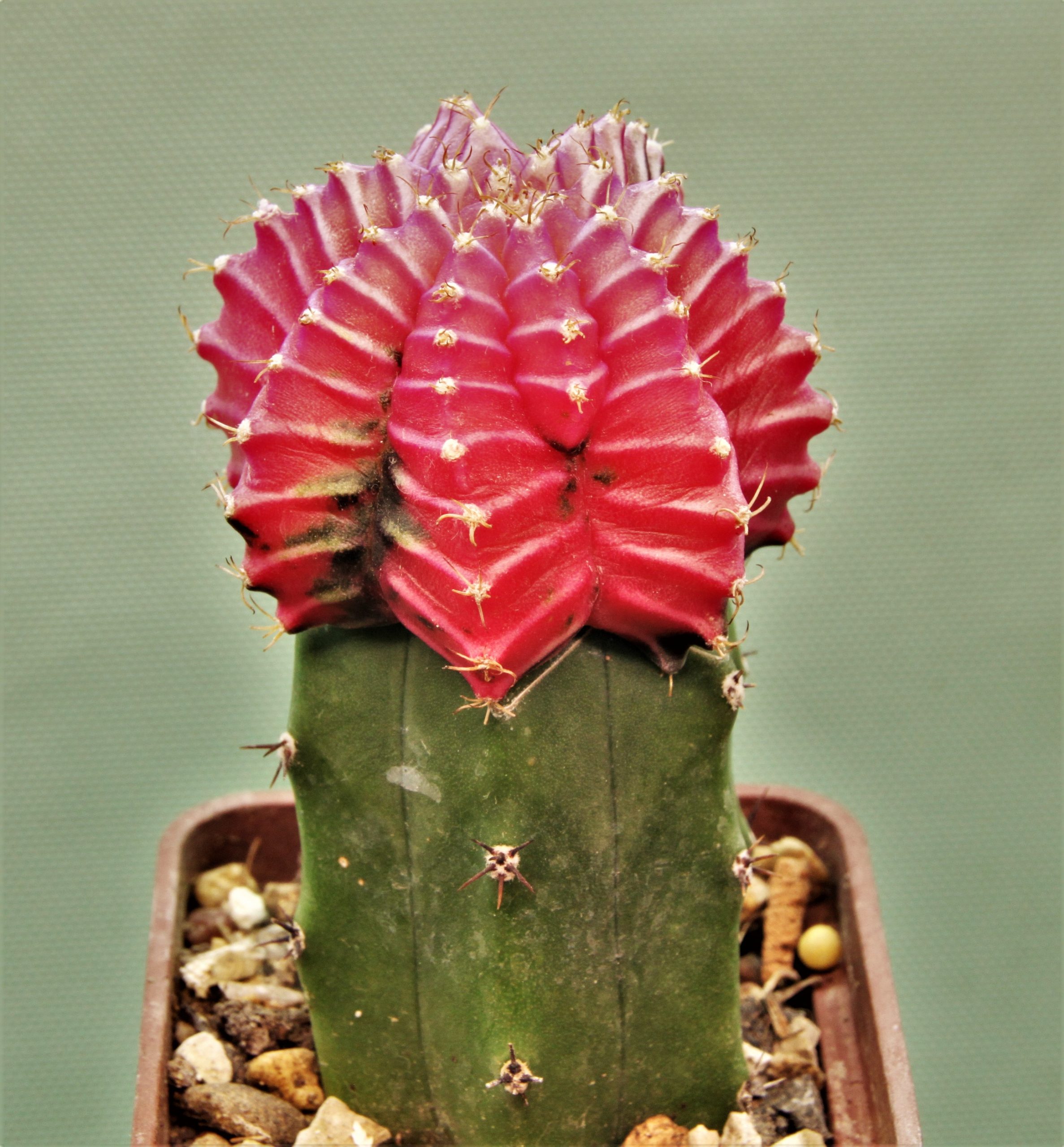 Gymnocalycium-friedrichii-variegate-10