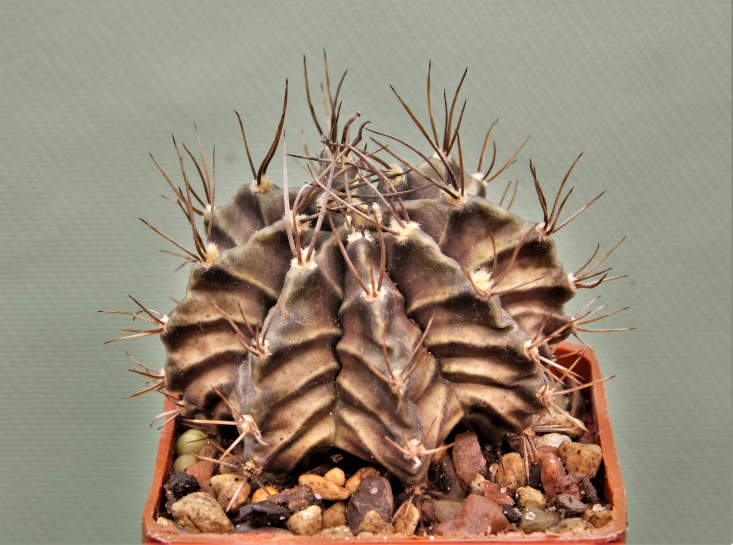 Gymnocalycium-friedrichii-variegate-11а