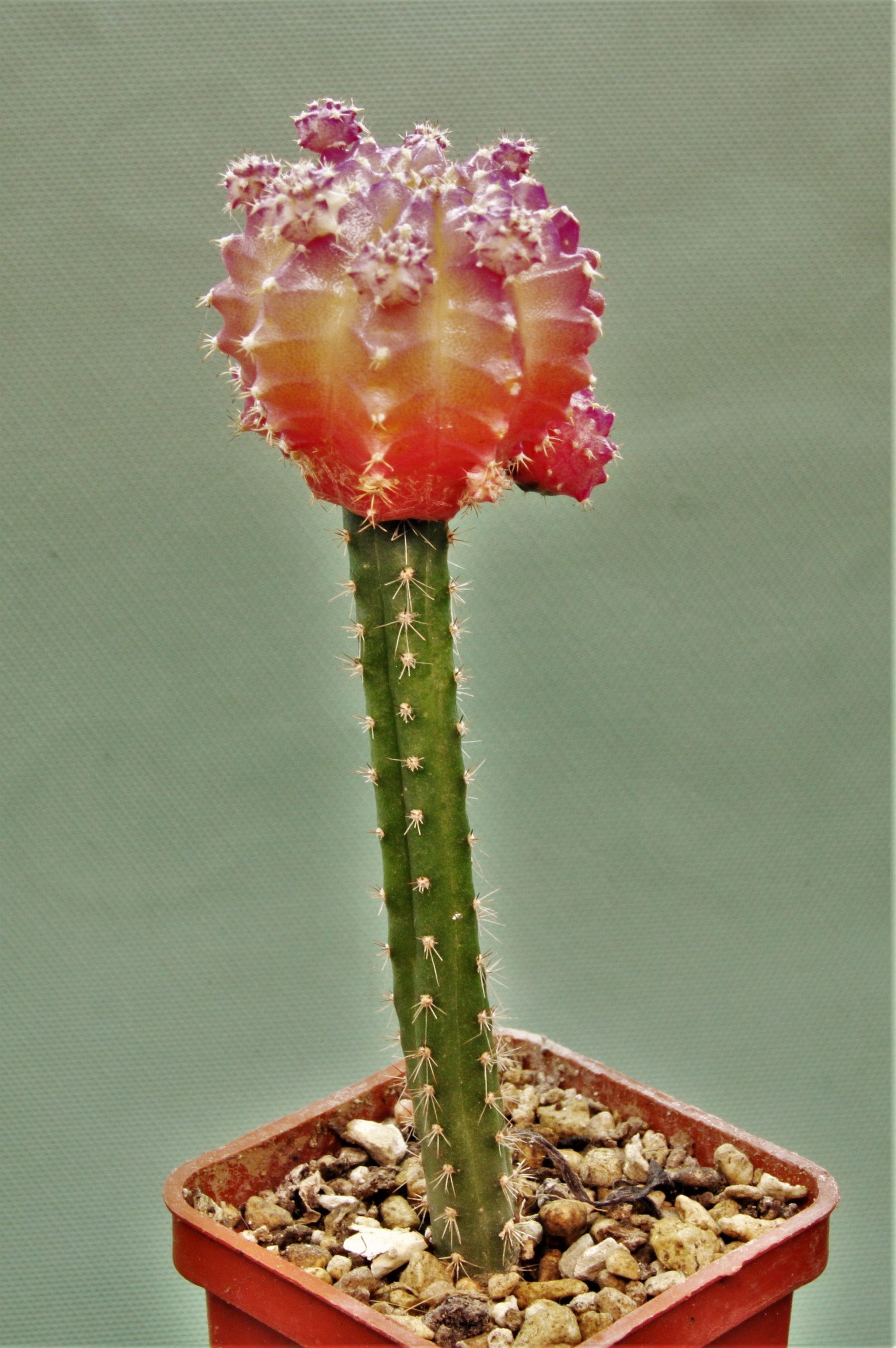 Gymnocalycium-friedrichii-variegate-12