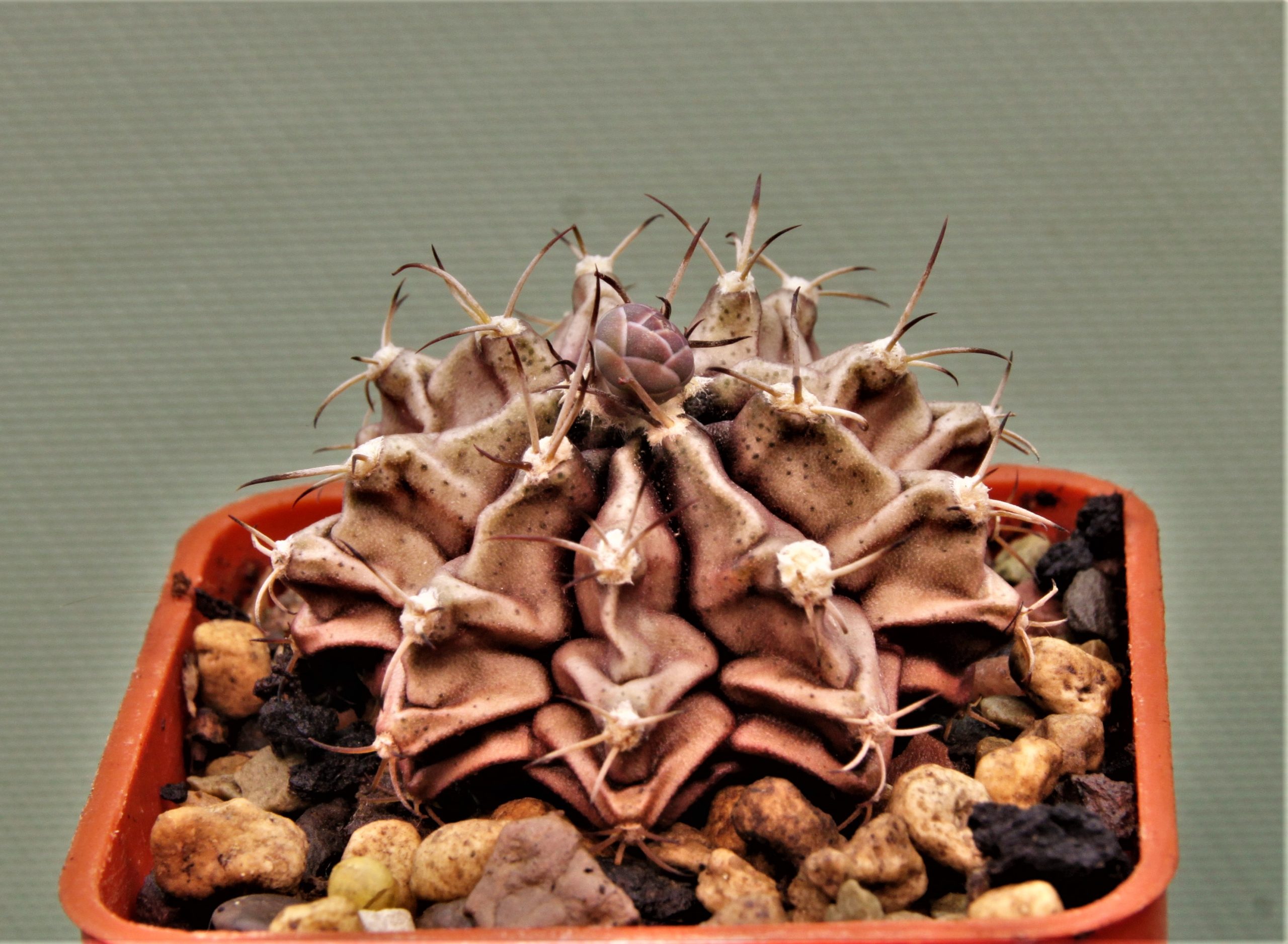 Gymnocalycium-friedrichii-variegate-12а
