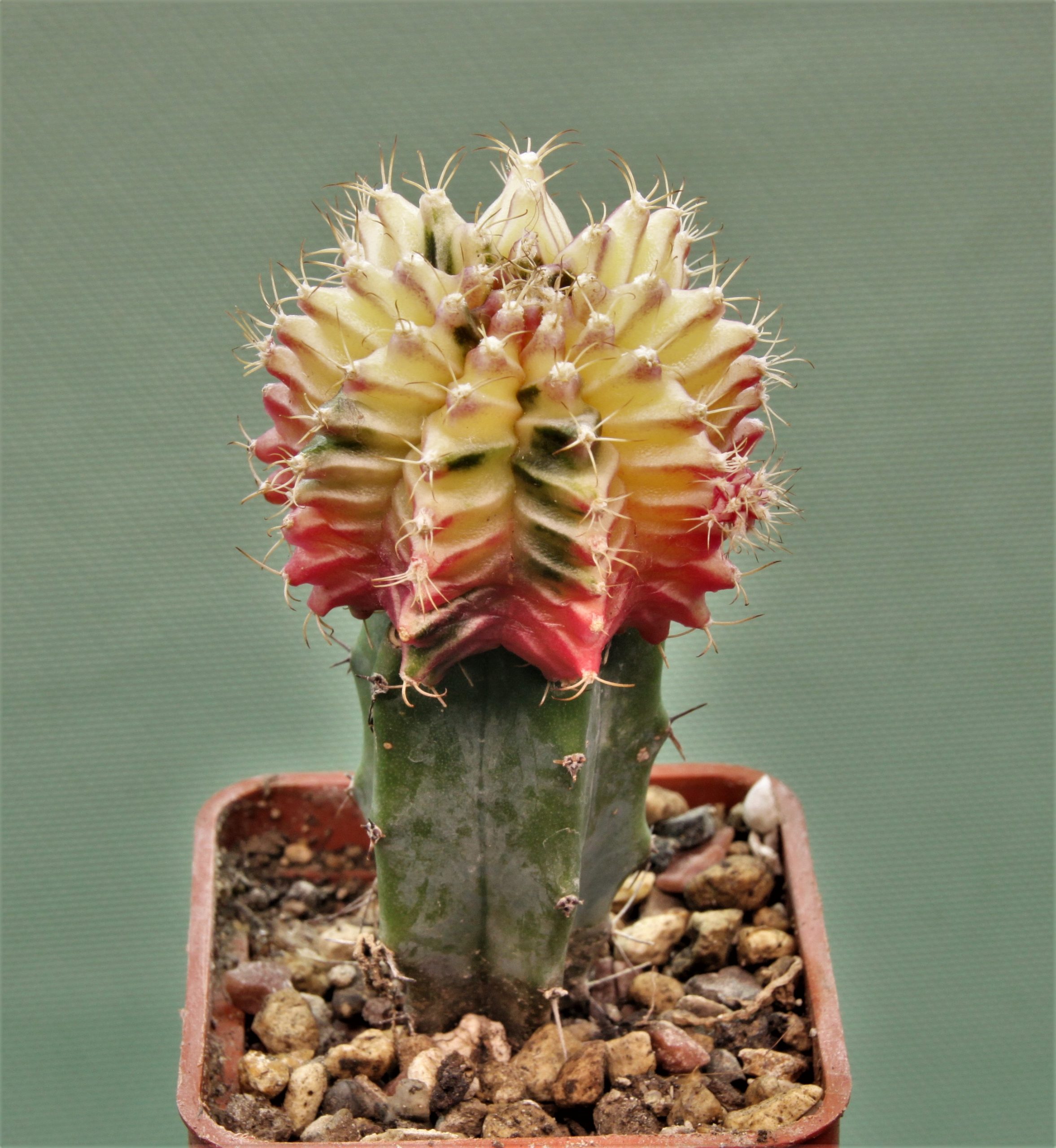 Gymnocalycium-friedrichii-variegate-14