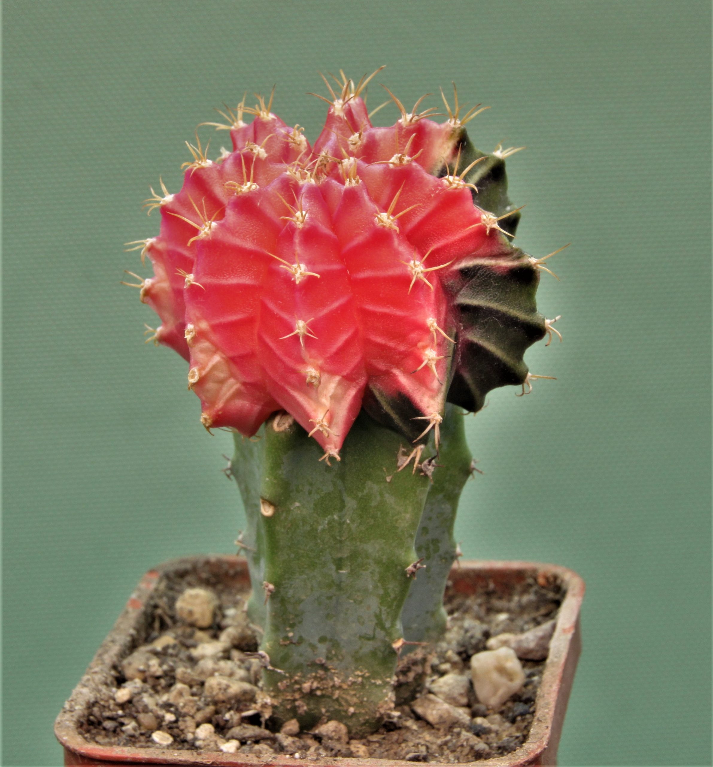 Gymnocalycium-friedrichii-variegate-15