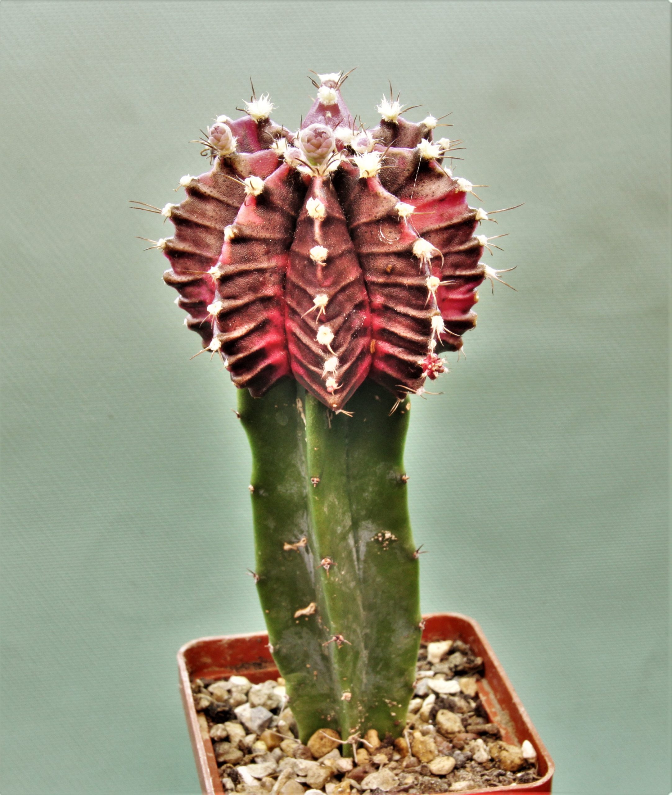 Gymnocalycium-friedrichii-variegate-2