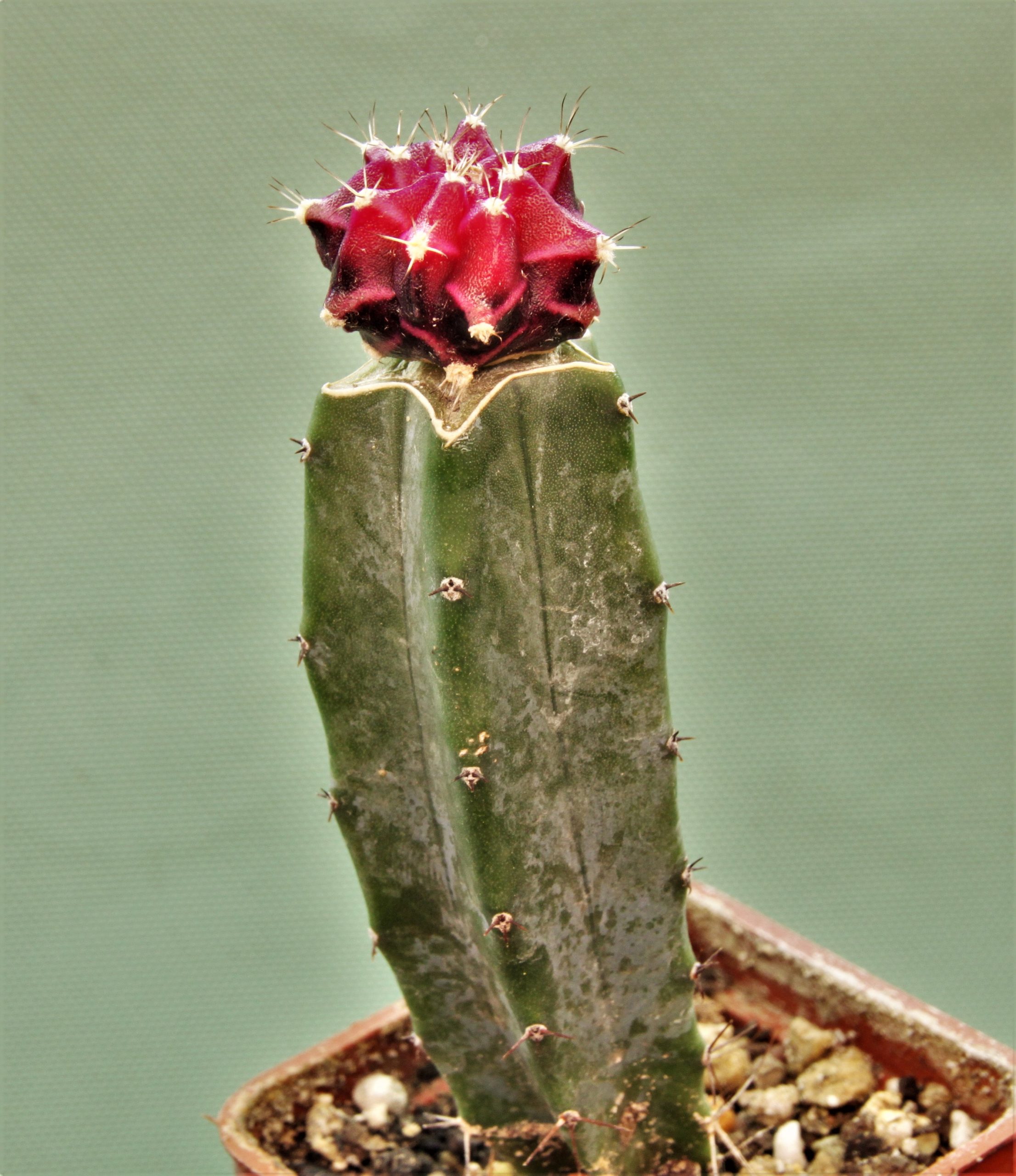 Gymnocalycium-friedrichii-variegate-21.