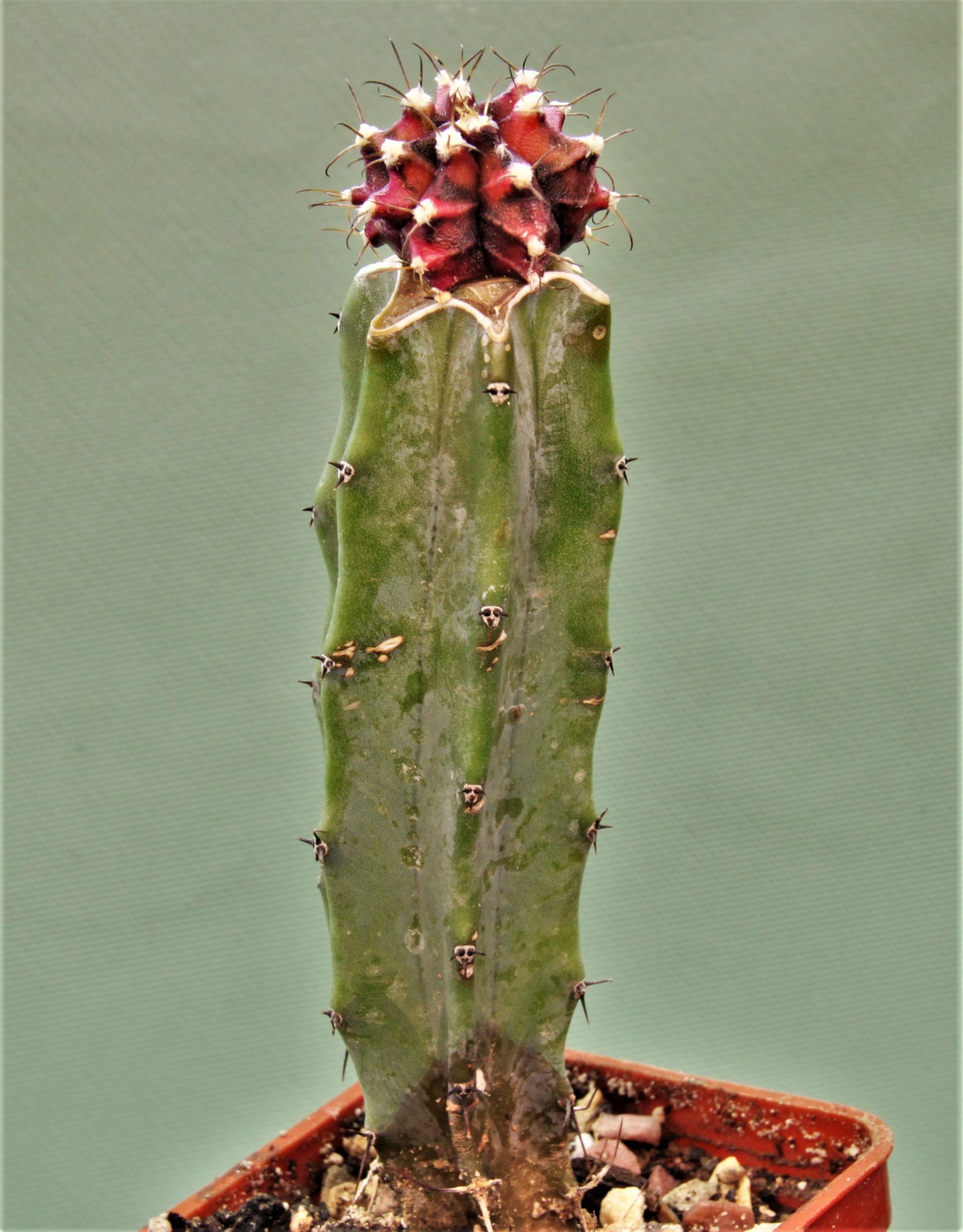 Gymnocalycium-friedrichii-variegate-22