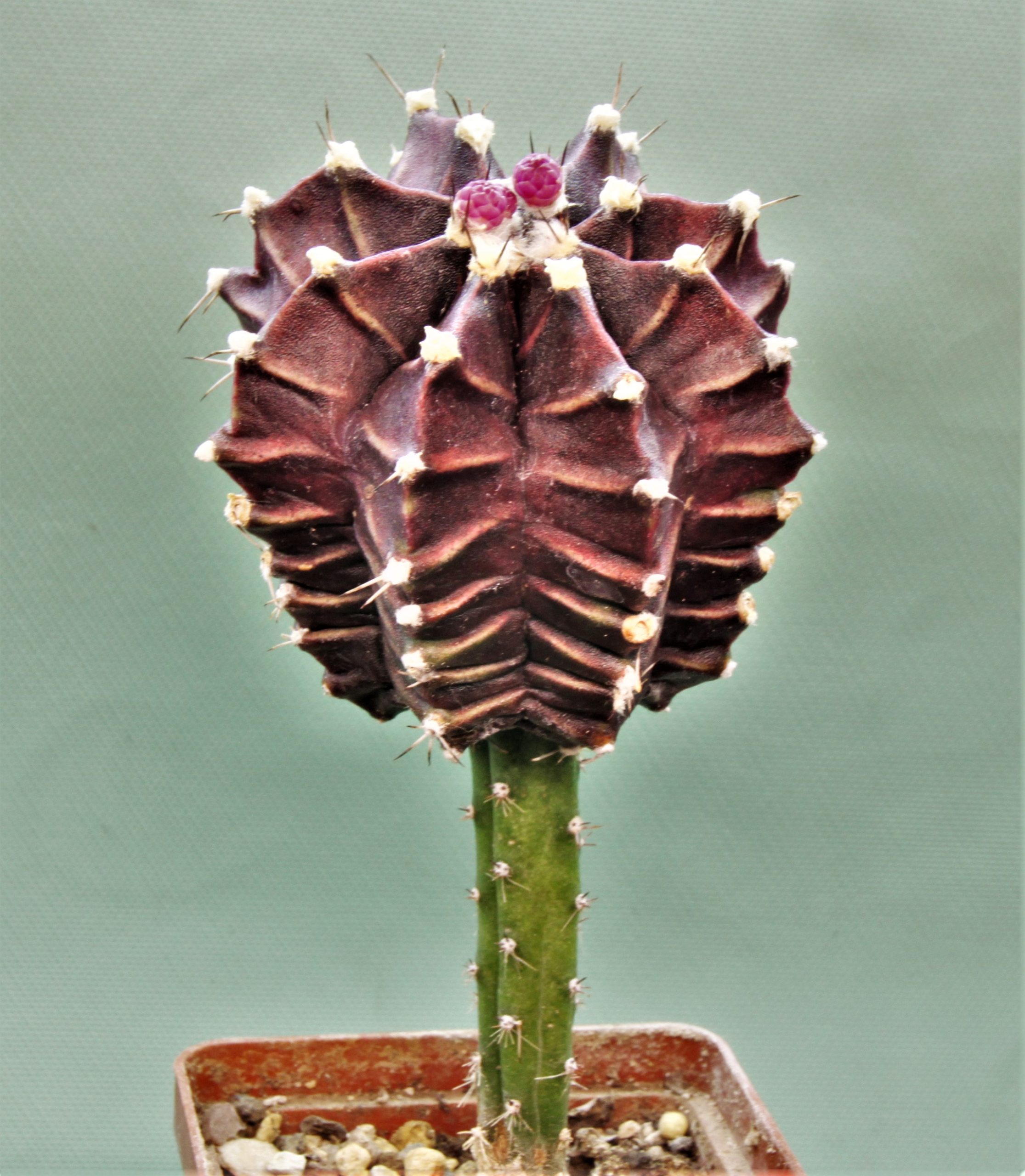 Gymnocalycium-friedrichii-variegate-3