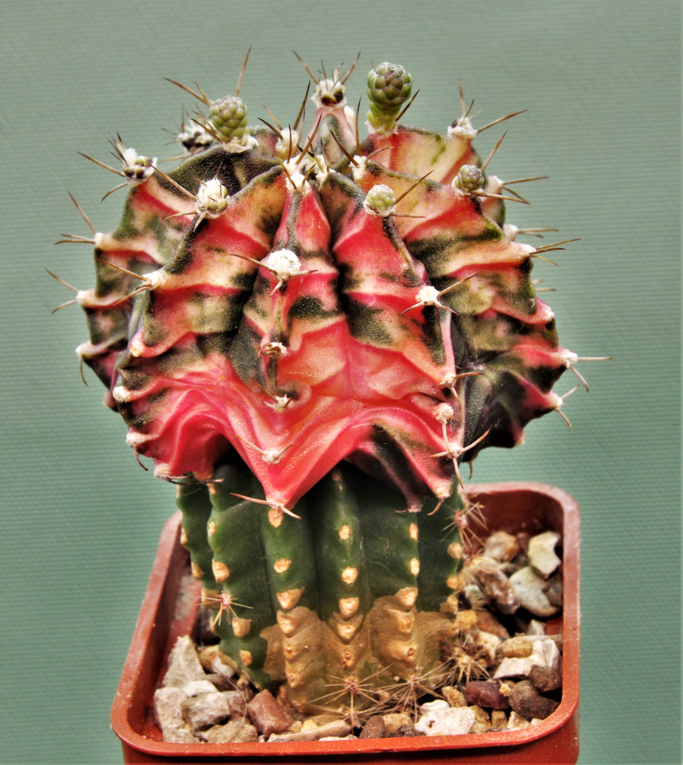 Gymnocalycium-friedrichii-variegate-P3