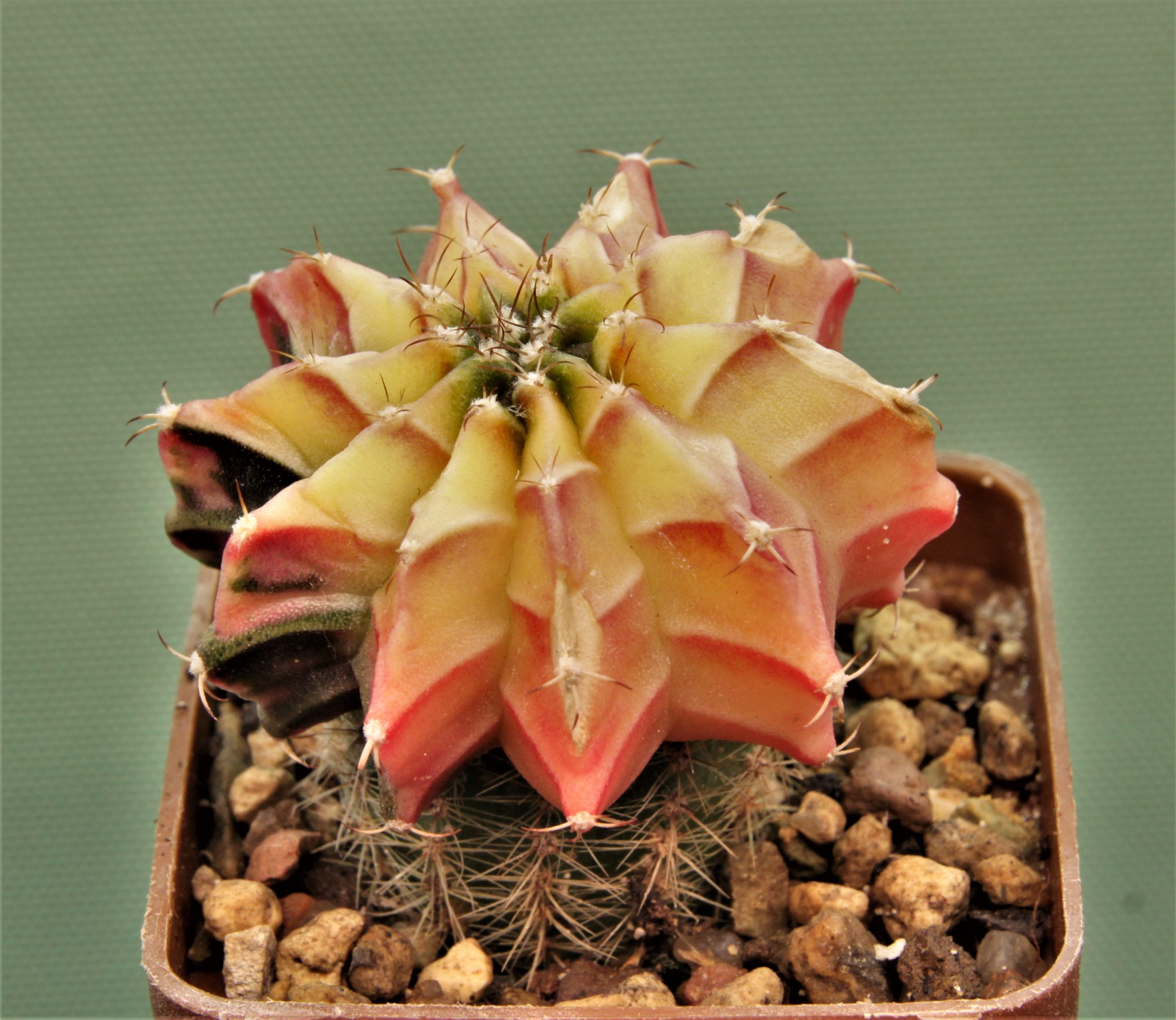Gymnocalycium-friedrichii-variegate-P6