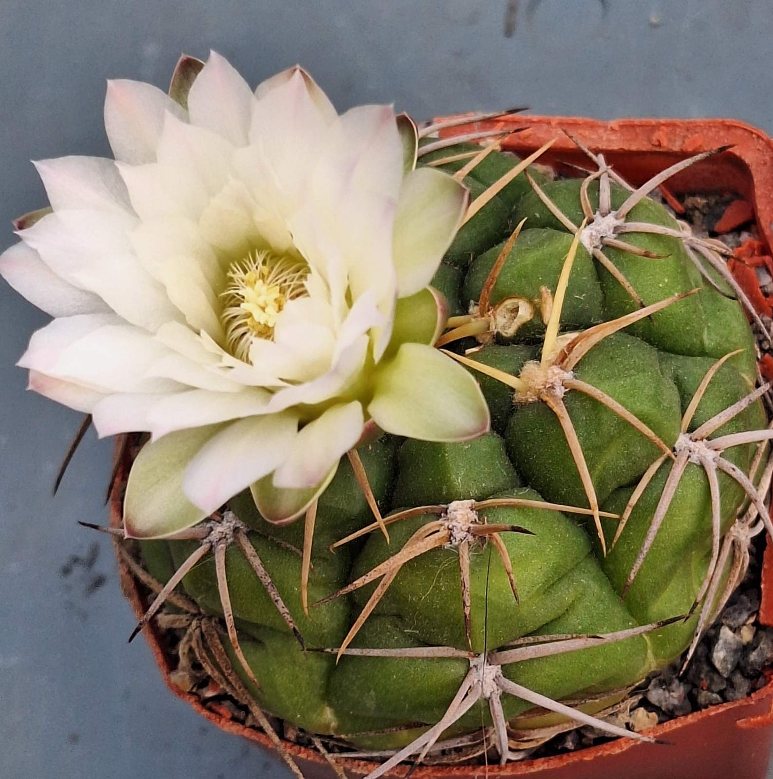 Gymnocalycium megalothelon