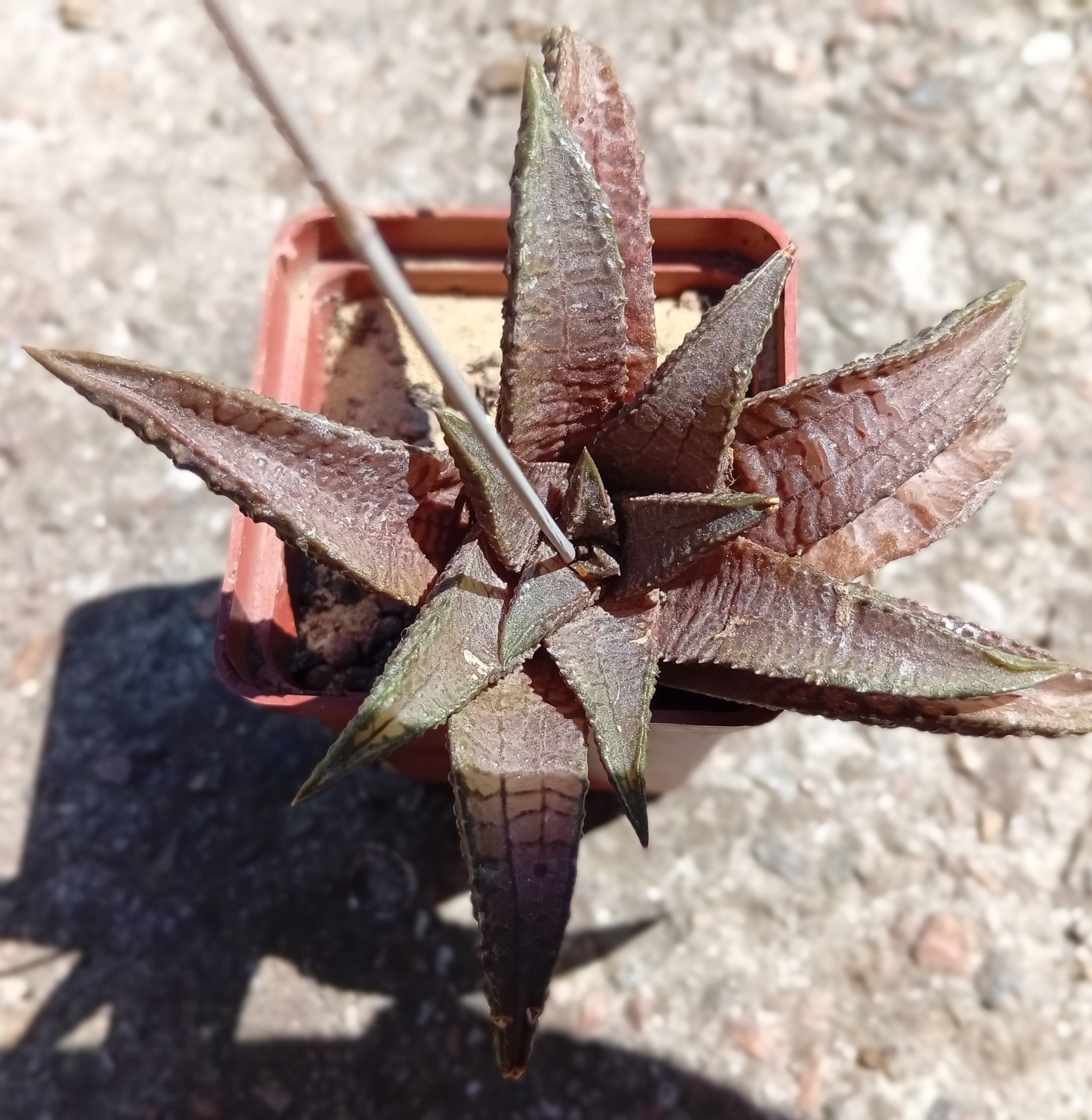 Haworthia koelmaniorum x tesselata