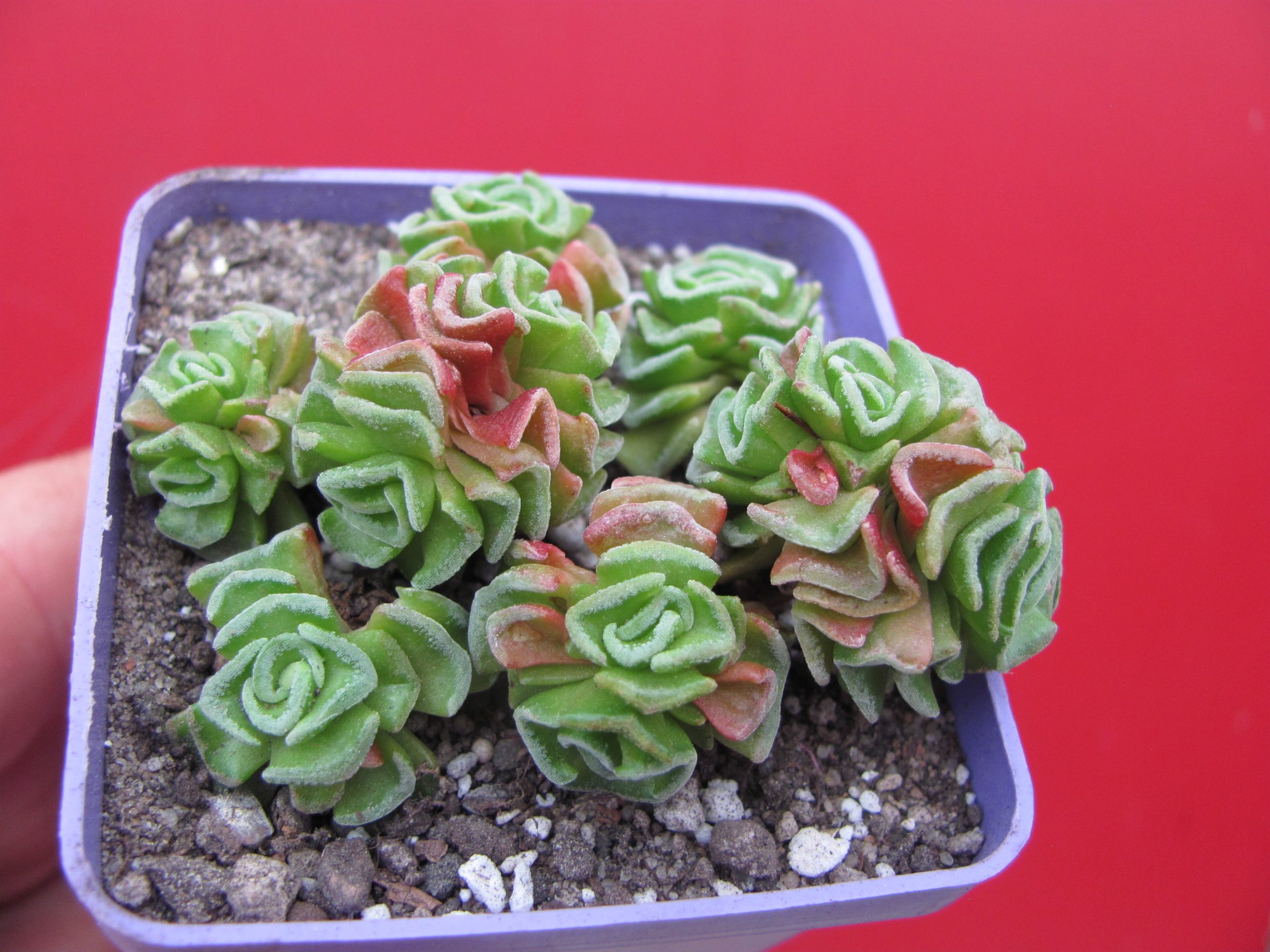 Crassula susannae