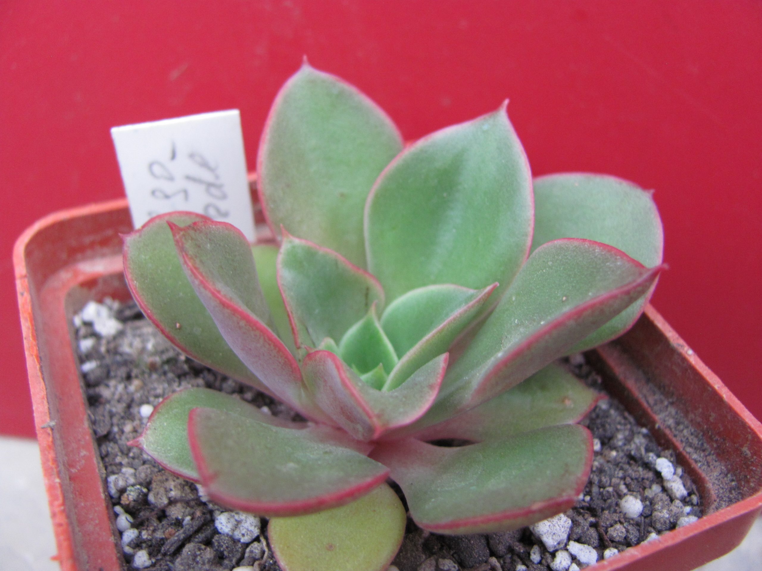 Echeveria Salsa Verde