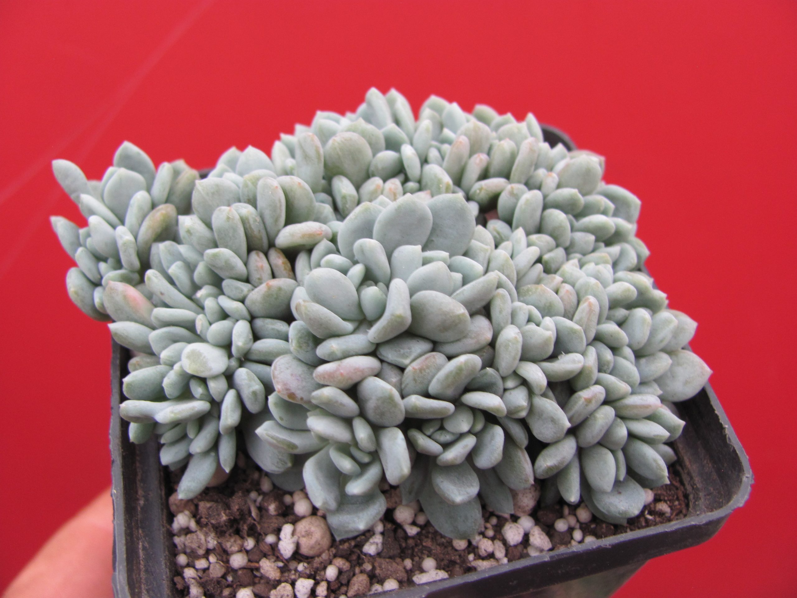 Echeveria  glauca cristata