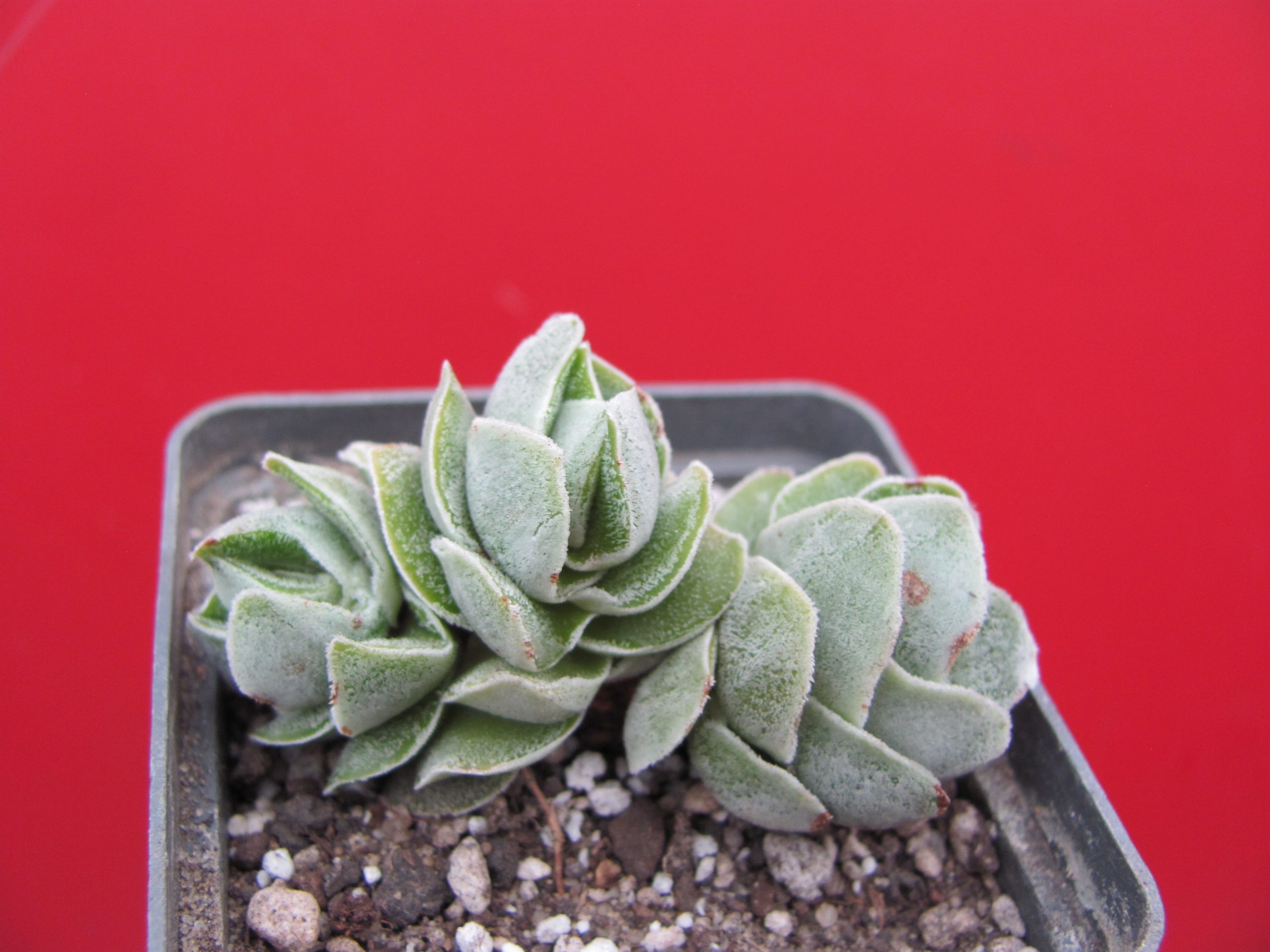 Crassula  Ivory Pagoda