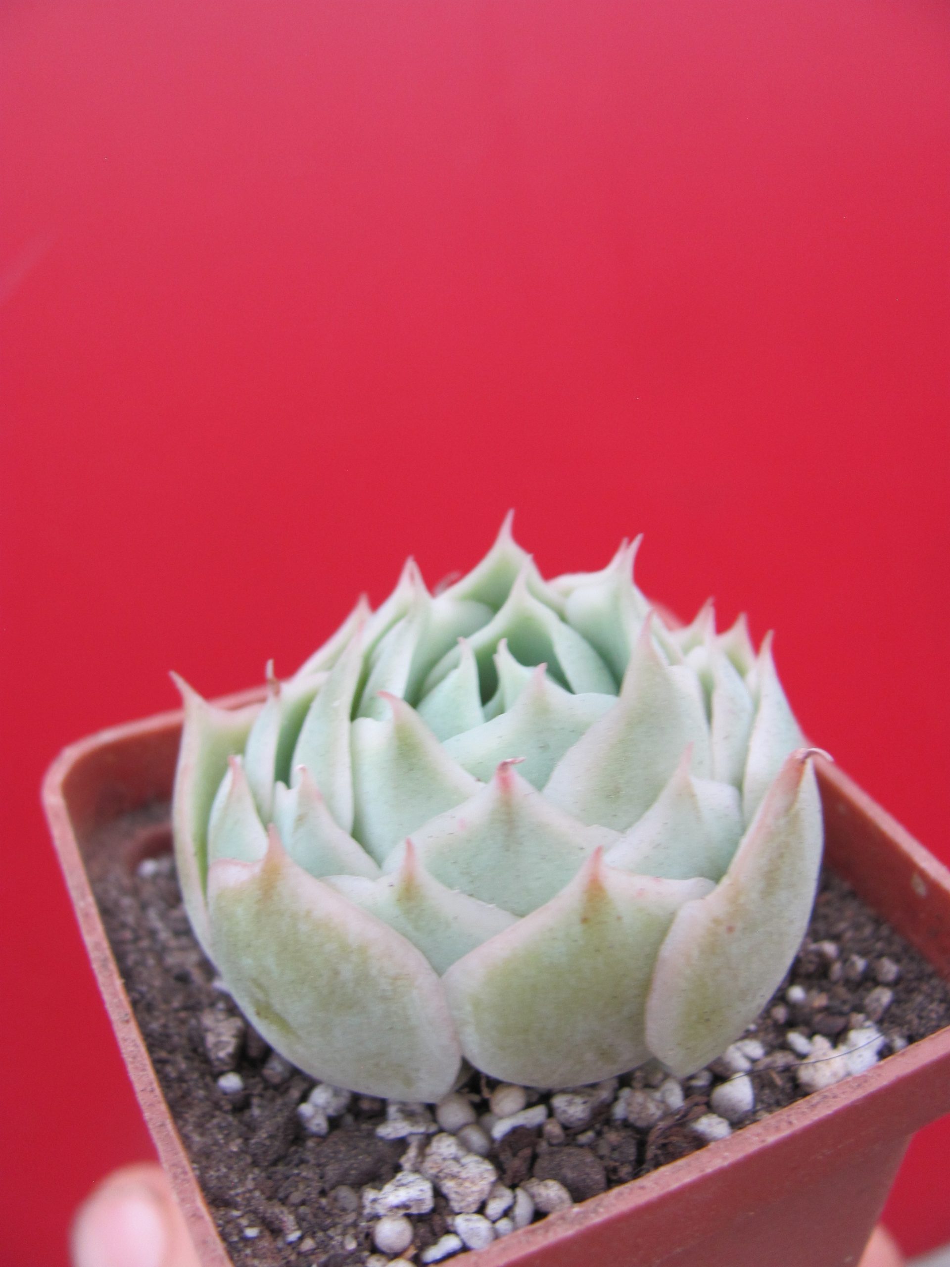 Echeveria Laguna Sanchez hybr.