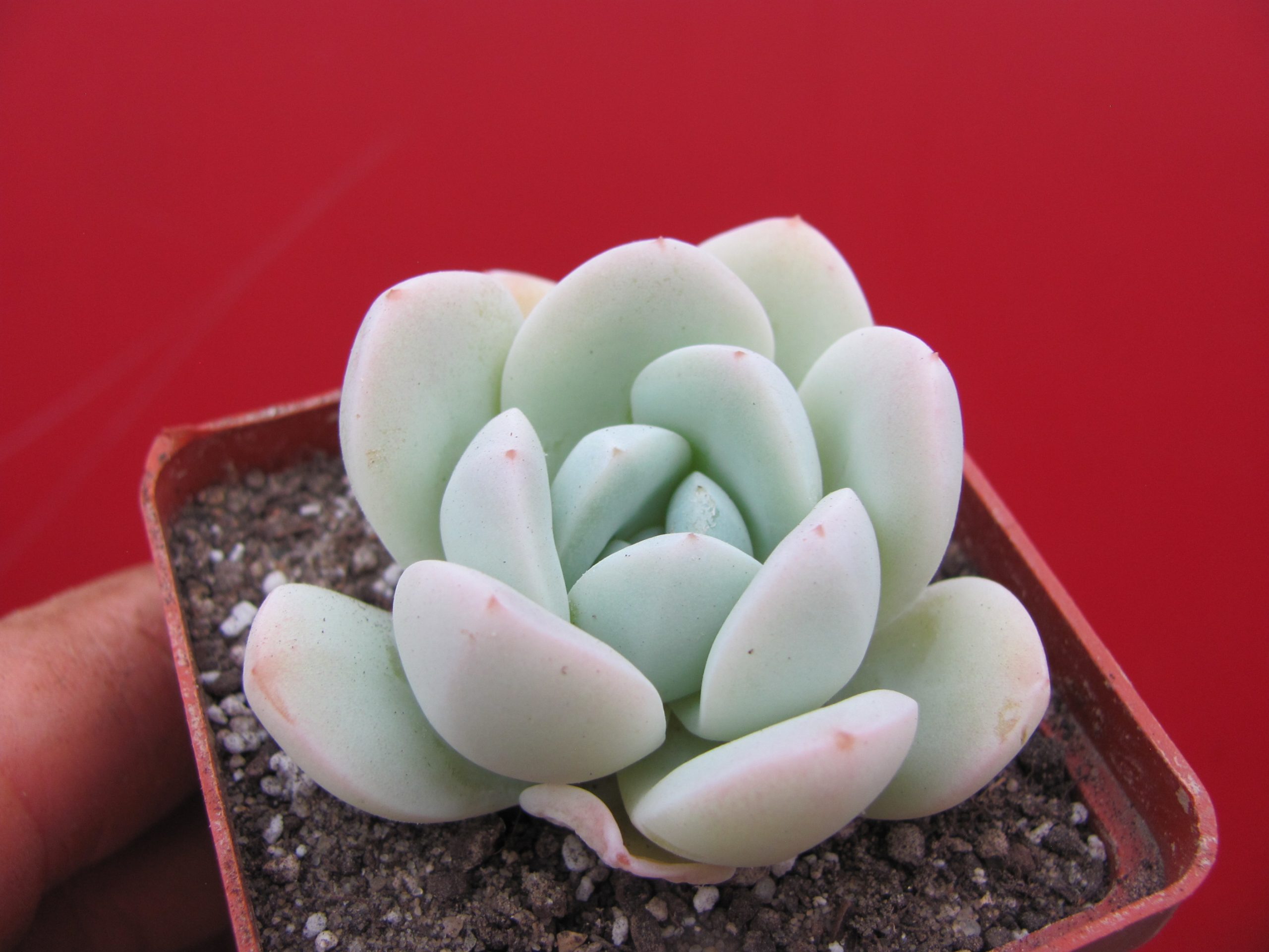 Echeveria hybr.  #19