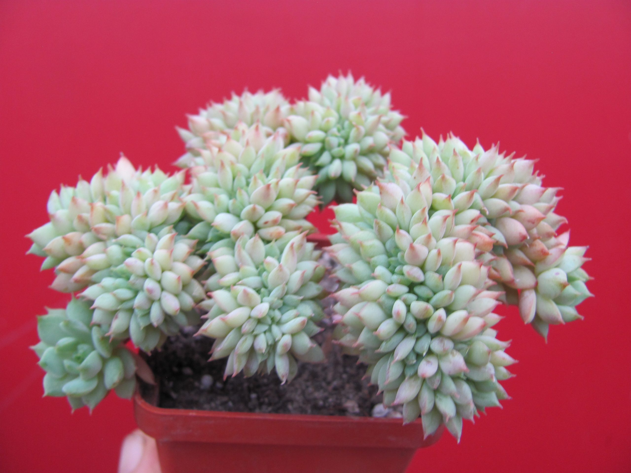 Echeveria ramillete cristata