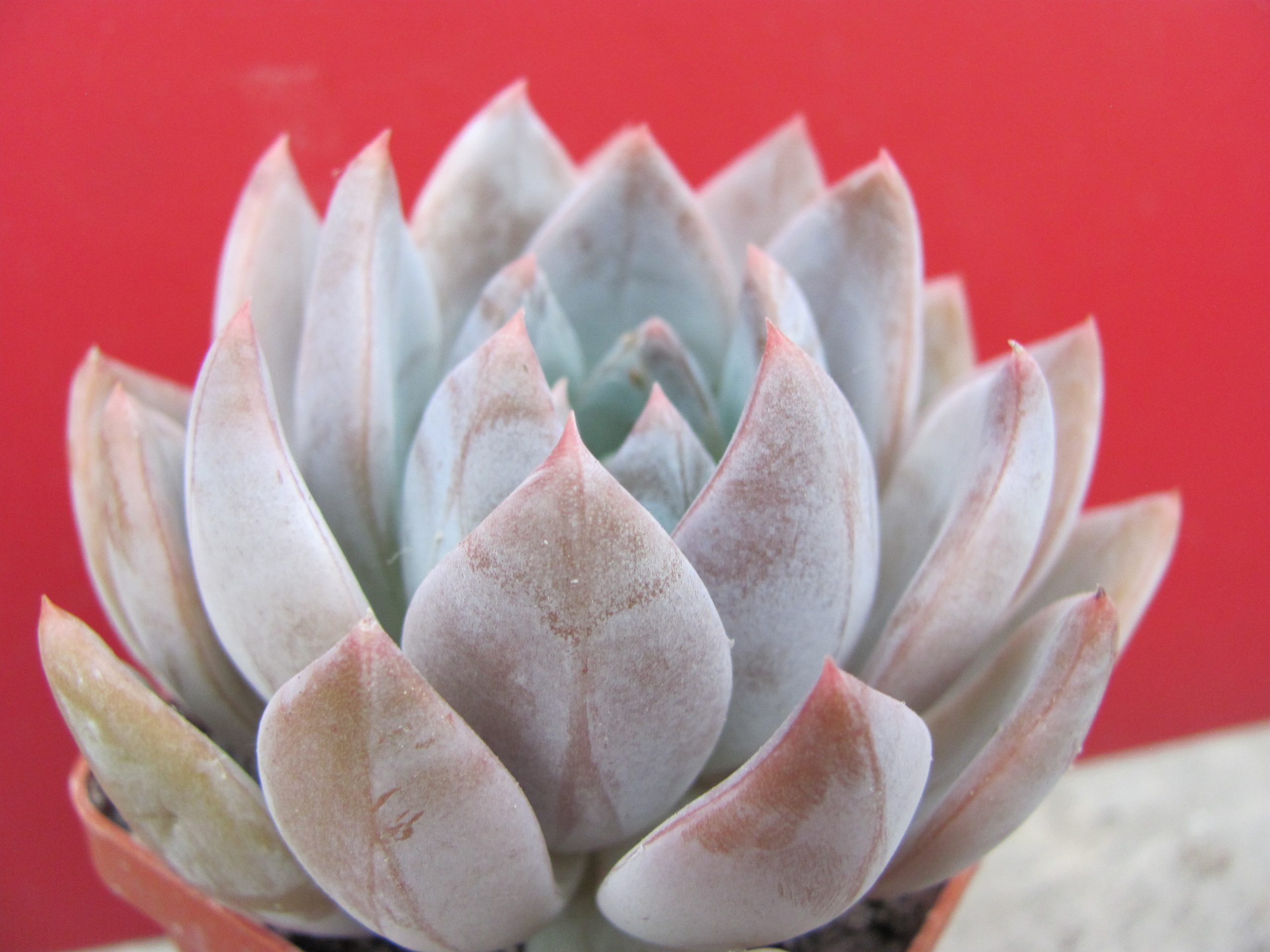 Echeveria hybr.