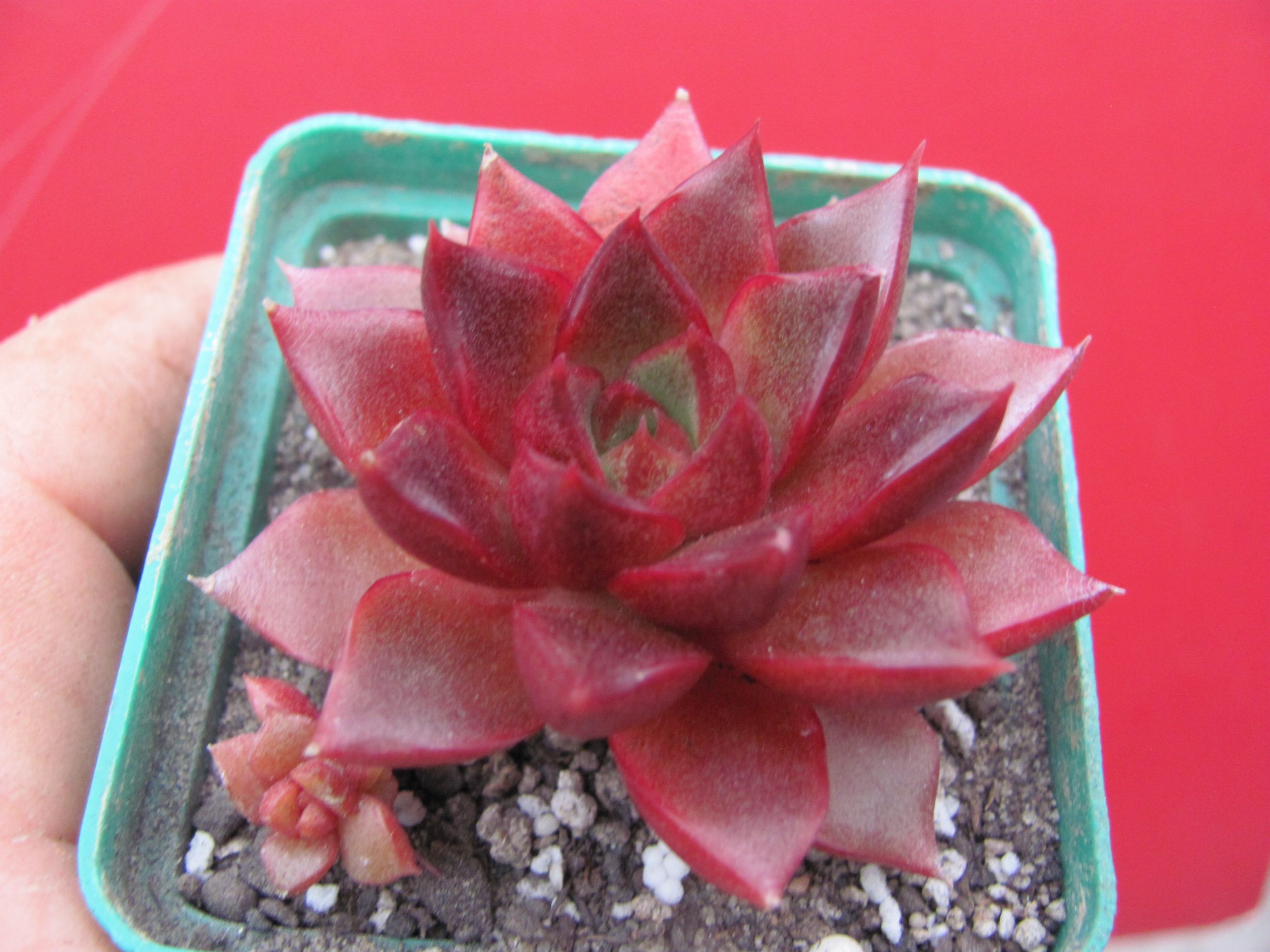 Echeveria purpusorum  Red