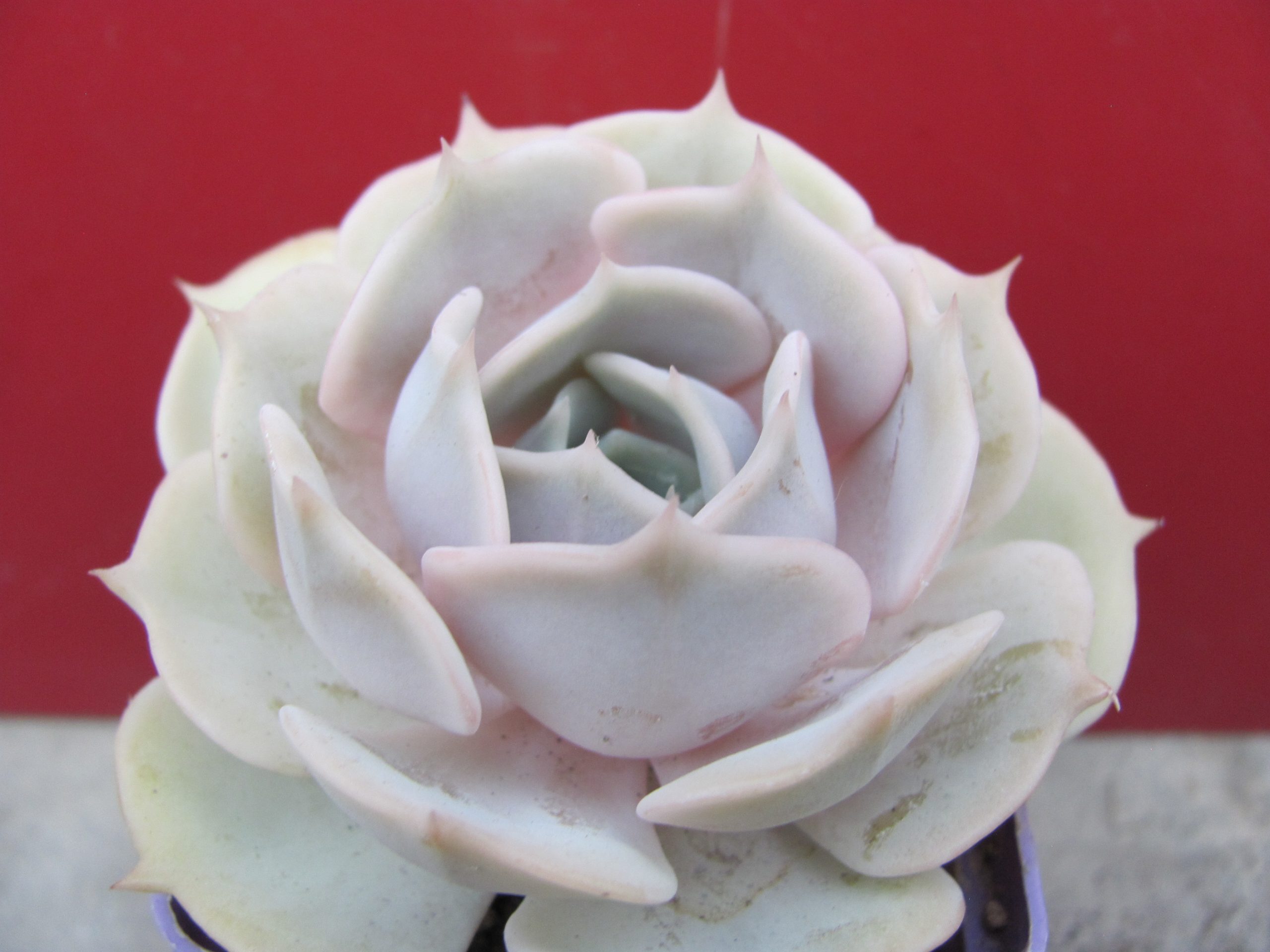 Echeveria lilacina hybr.