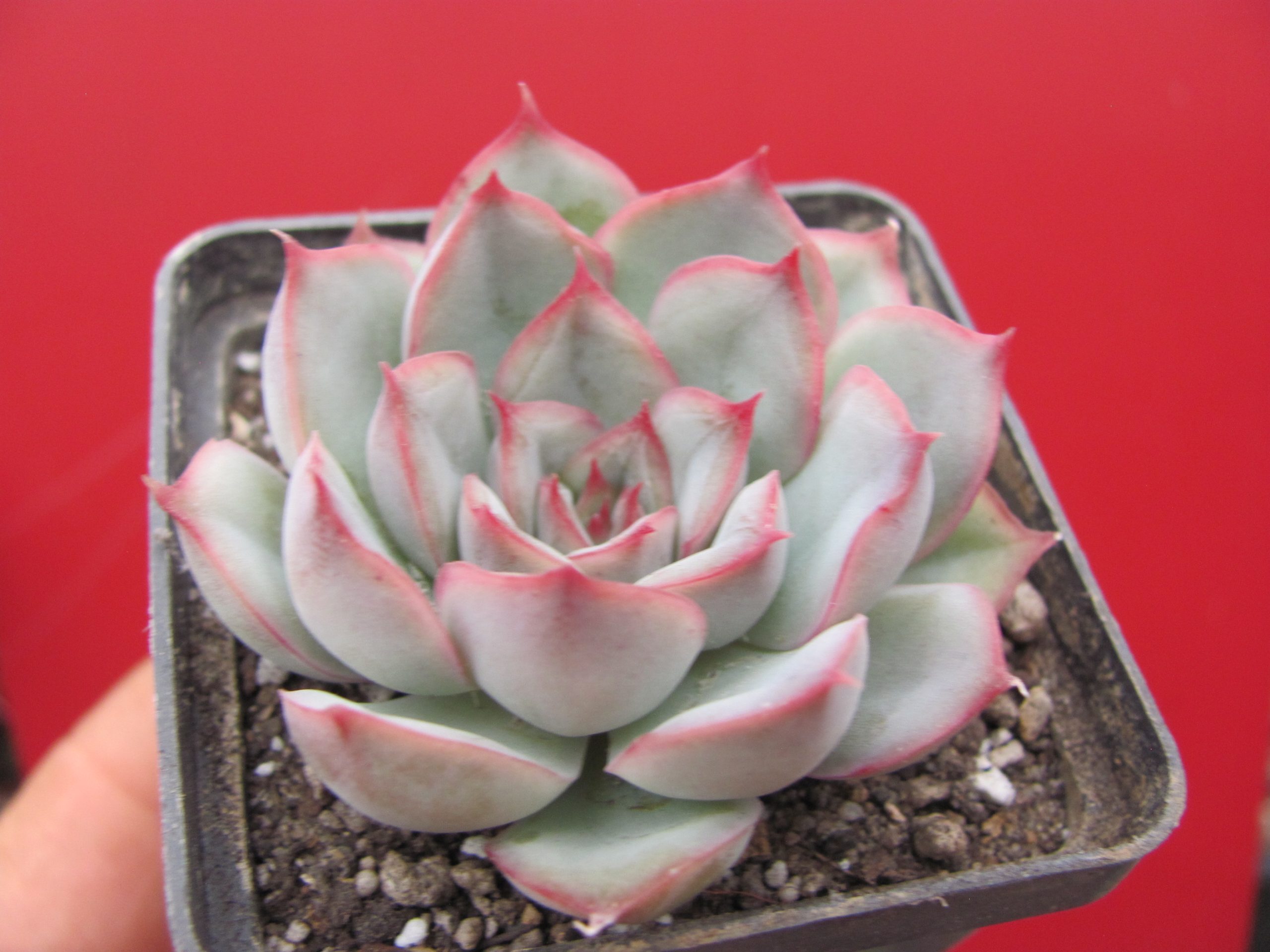 Echeveria   hybr.  #10