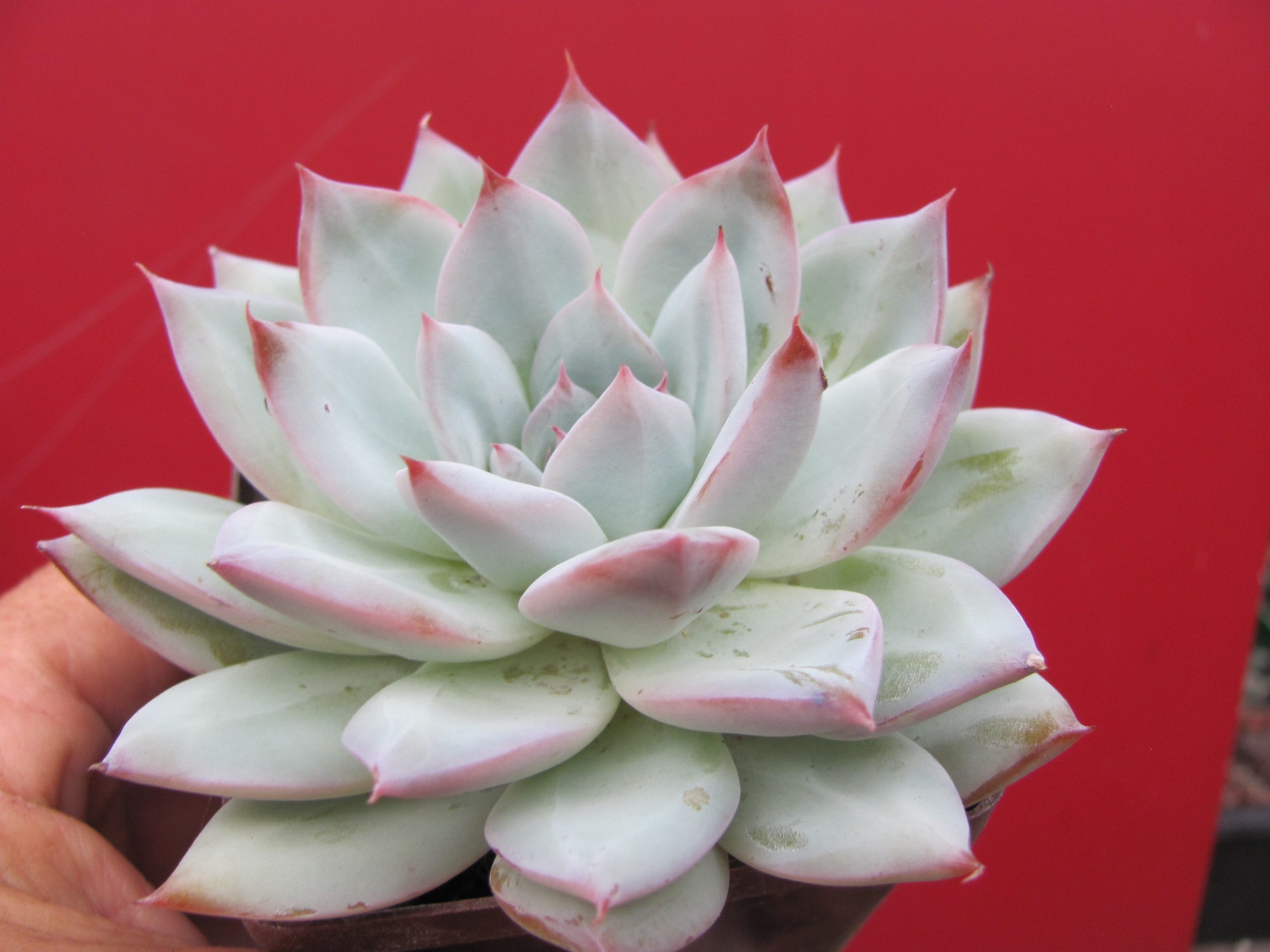 Echeveria  Blue Bird