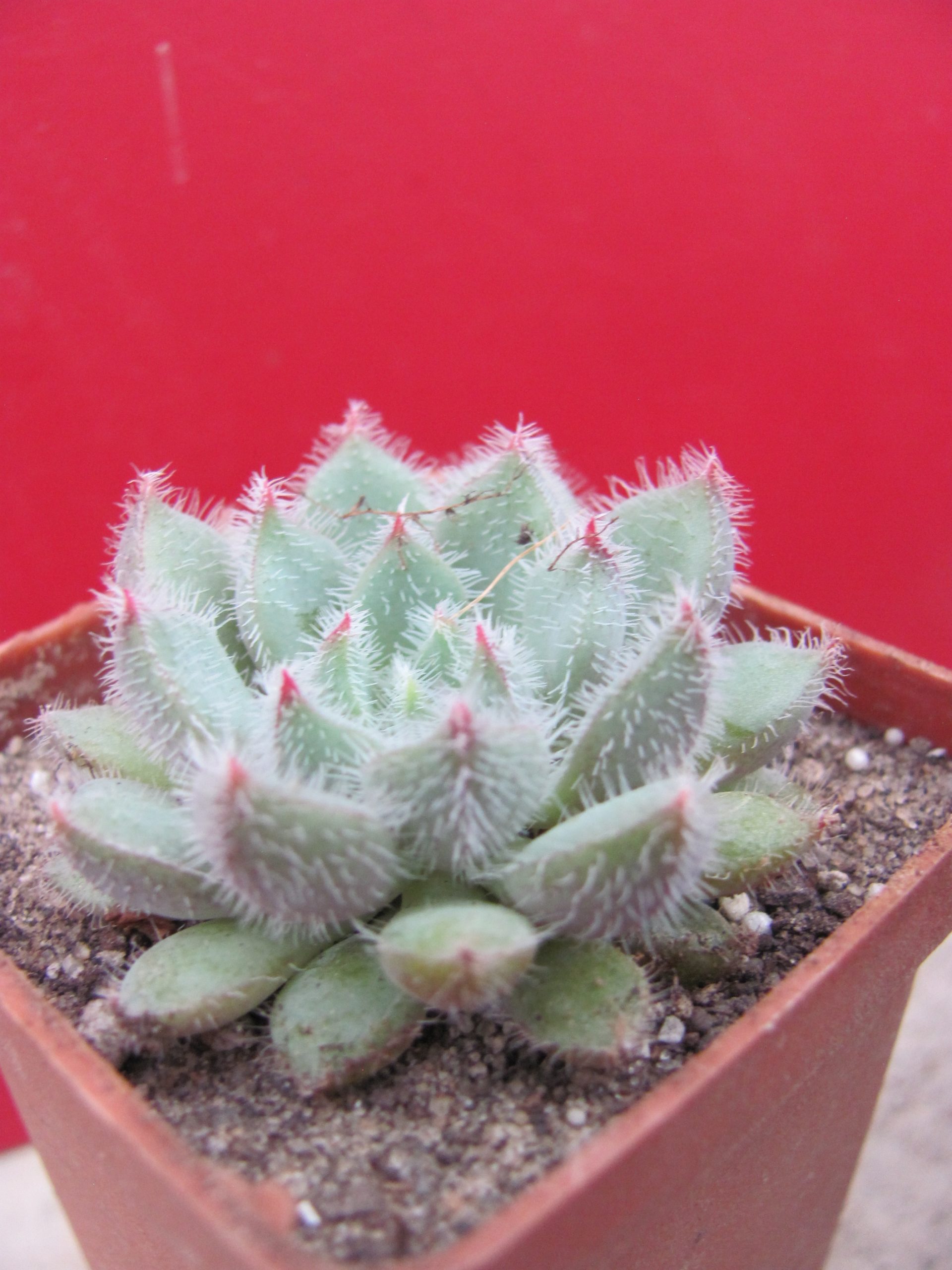 Echeveria Glitters