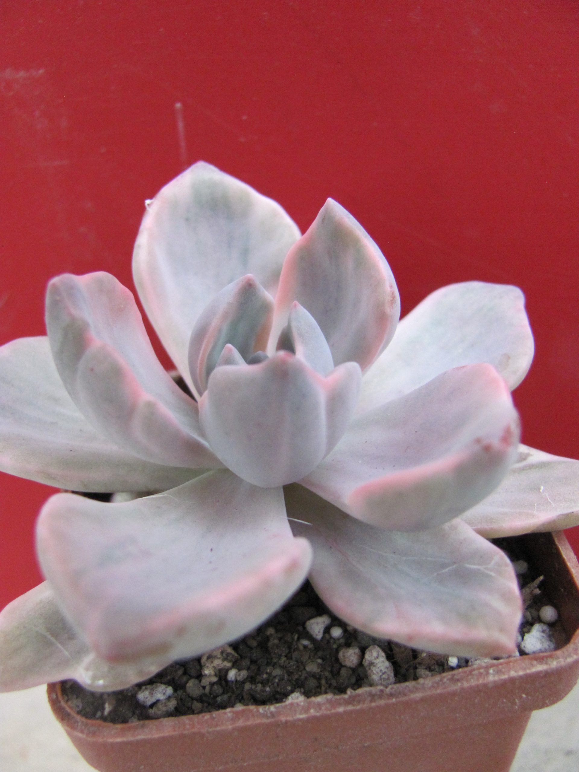 Echeveria  Mrs. Richards variegata