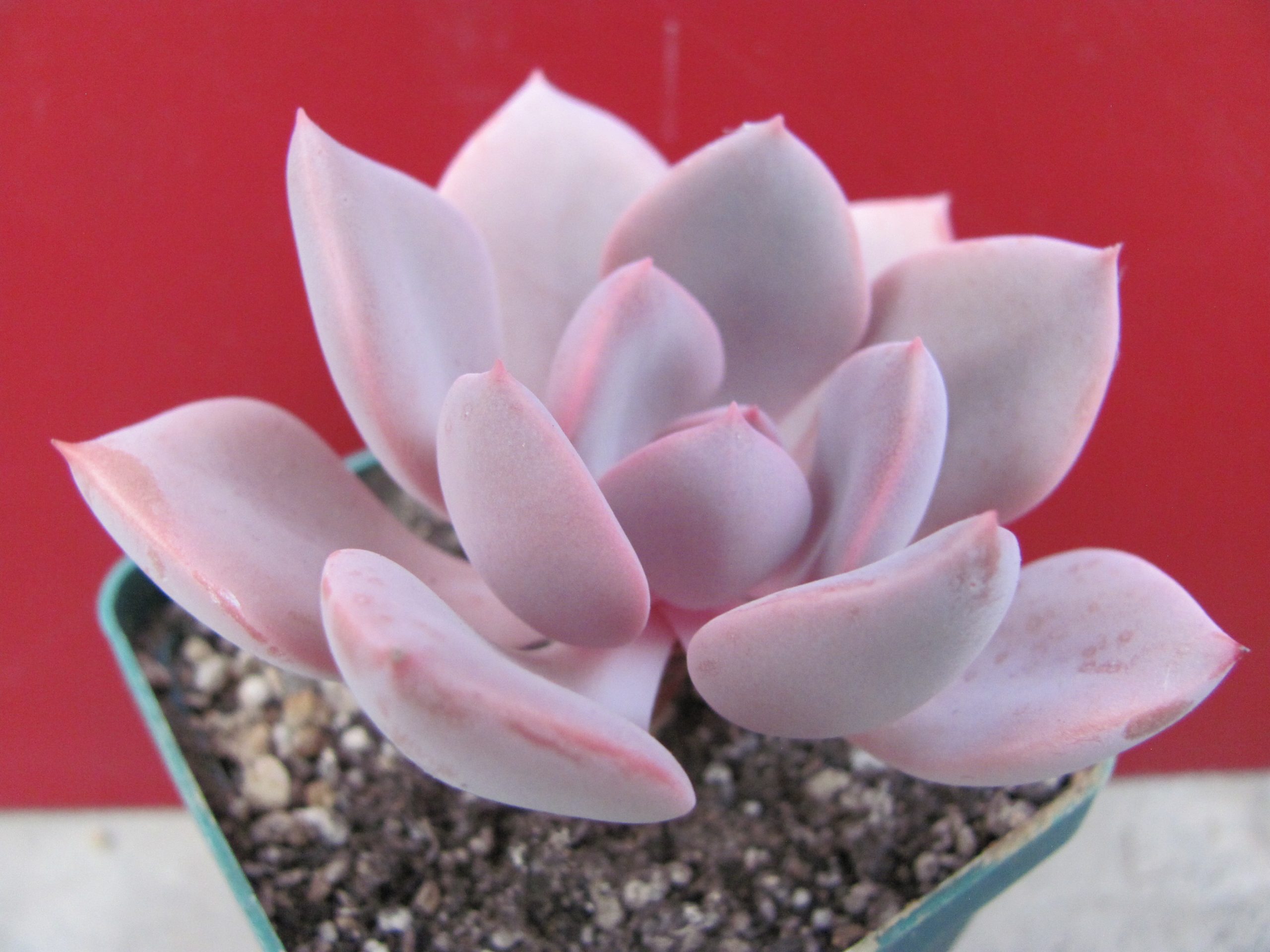 Echeveria Debbie
