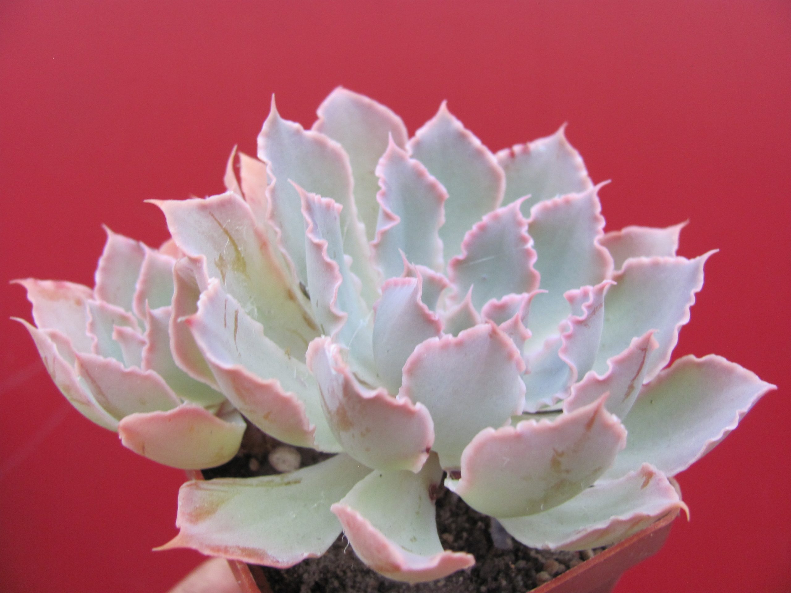 Echeveria  Neon Breakers