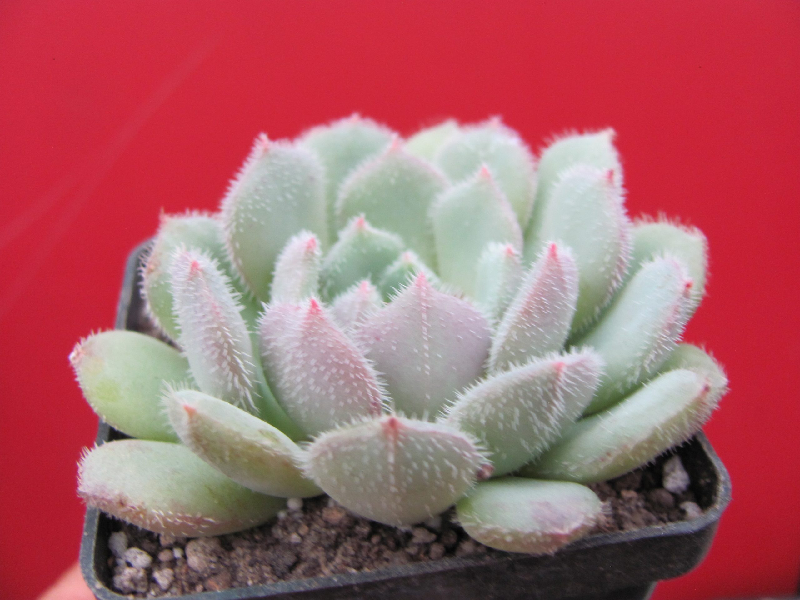 Echeveria  *Comet*