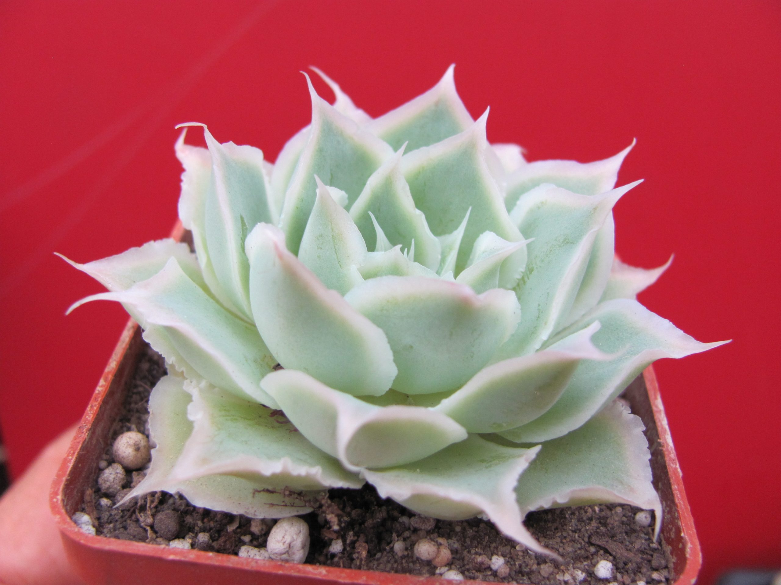 Echeveria Laguna Sanchez