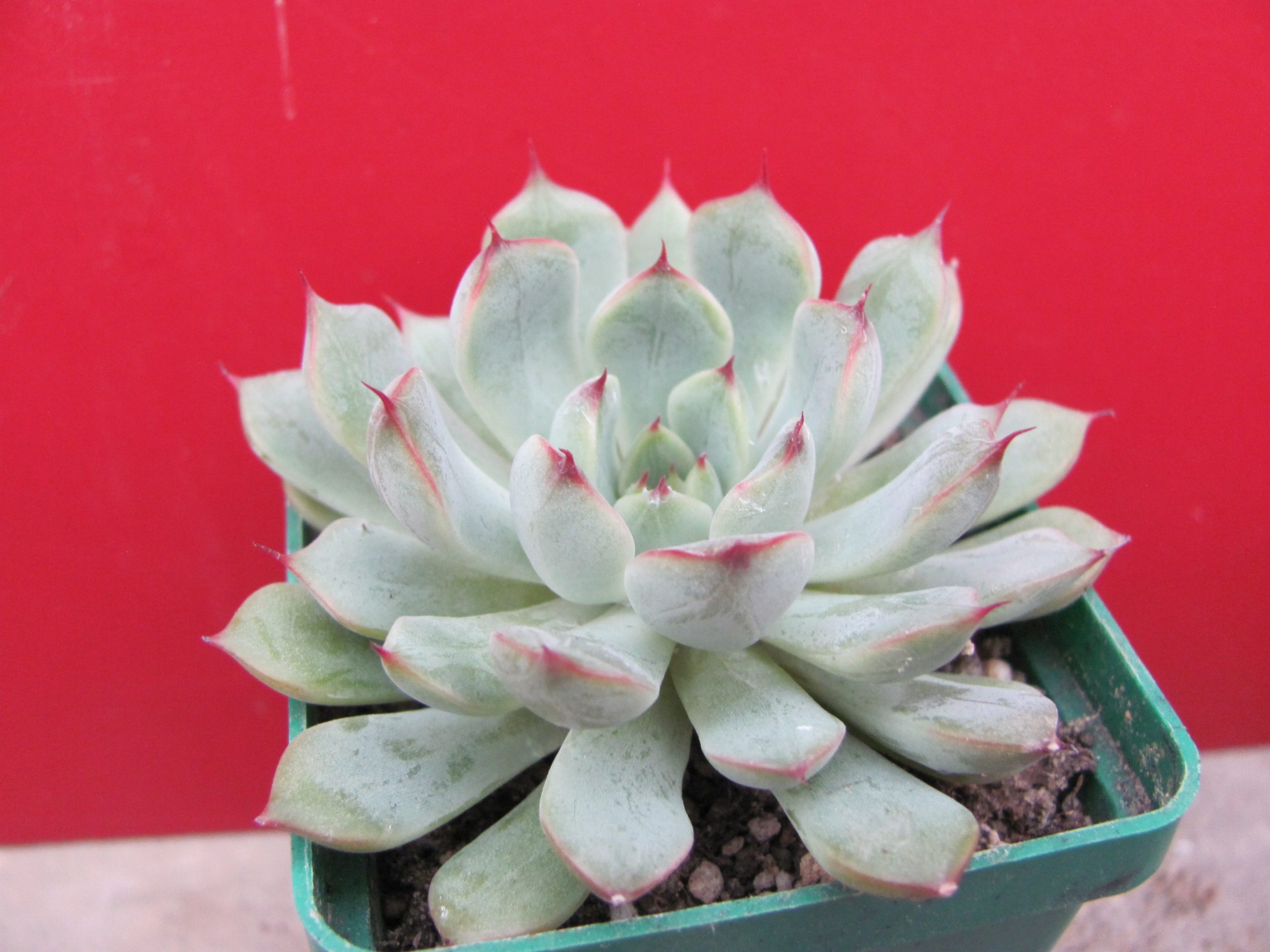 Echeveria  hybr.   #212