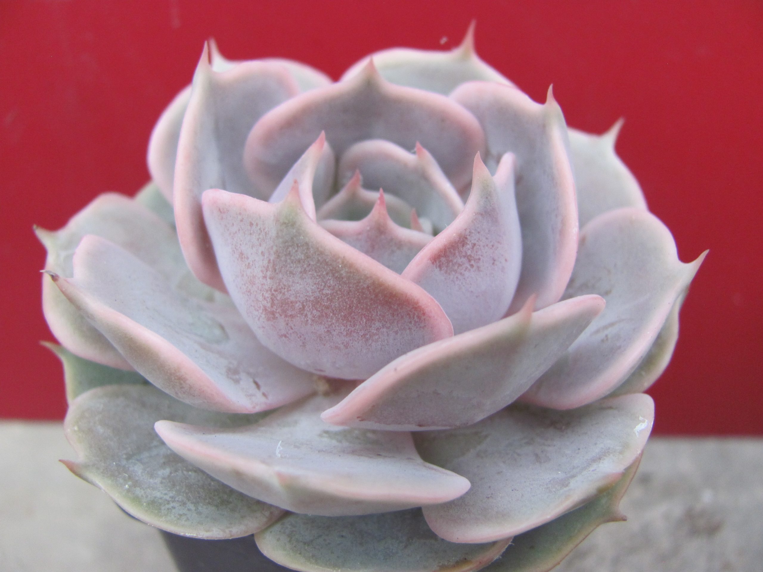 Echeveria lilacina hybr.