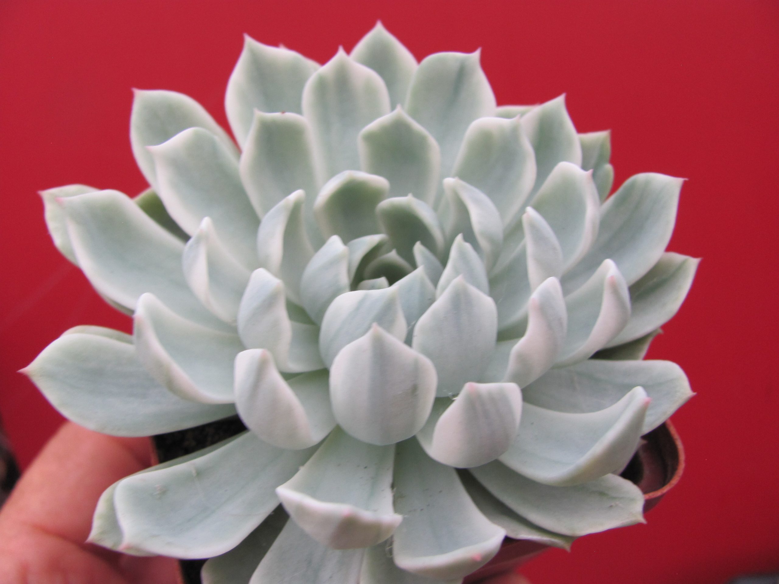 Echeveria *Royal Chrysanthemum* variegata