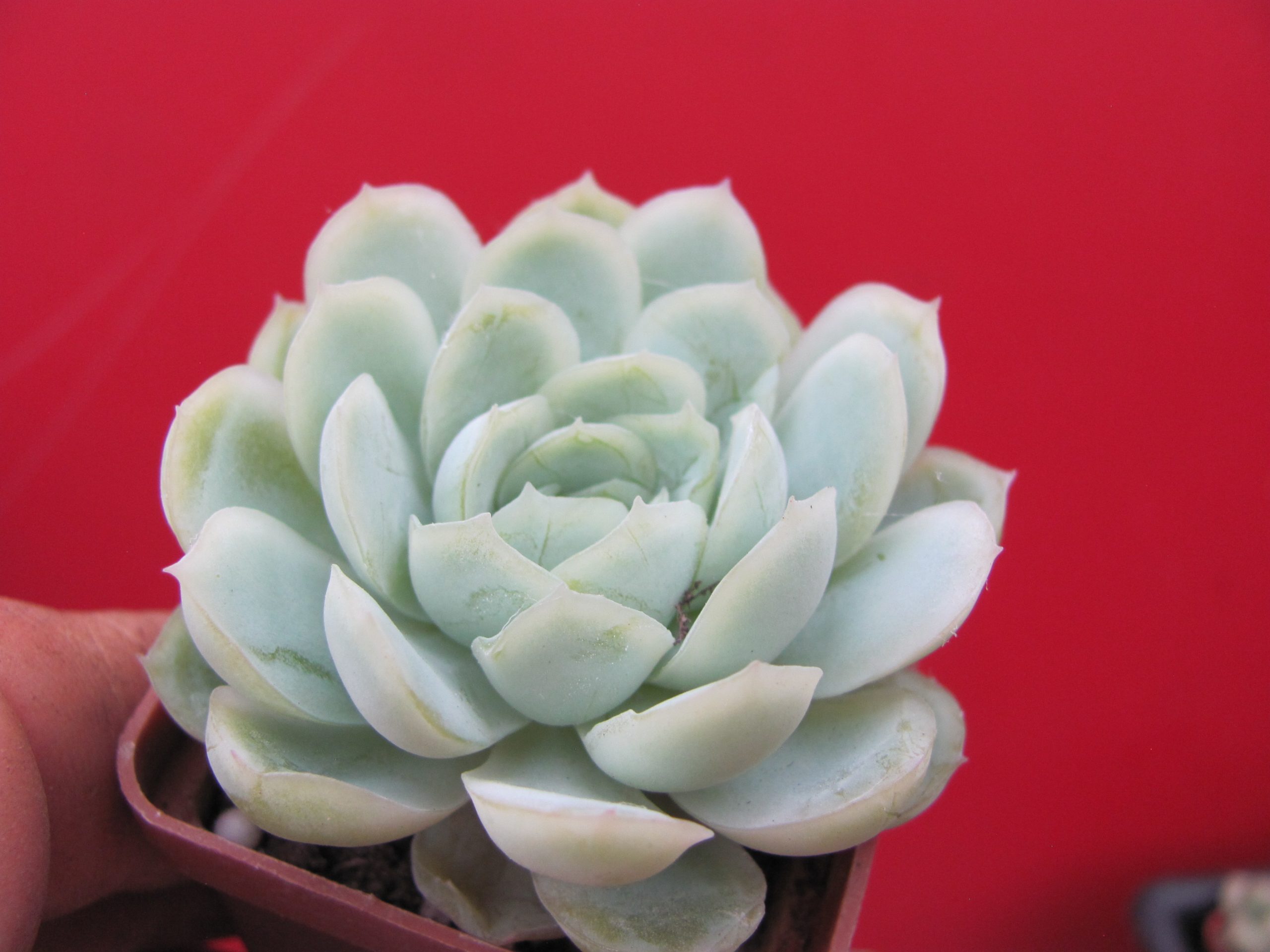 Echeveria Snow Ball