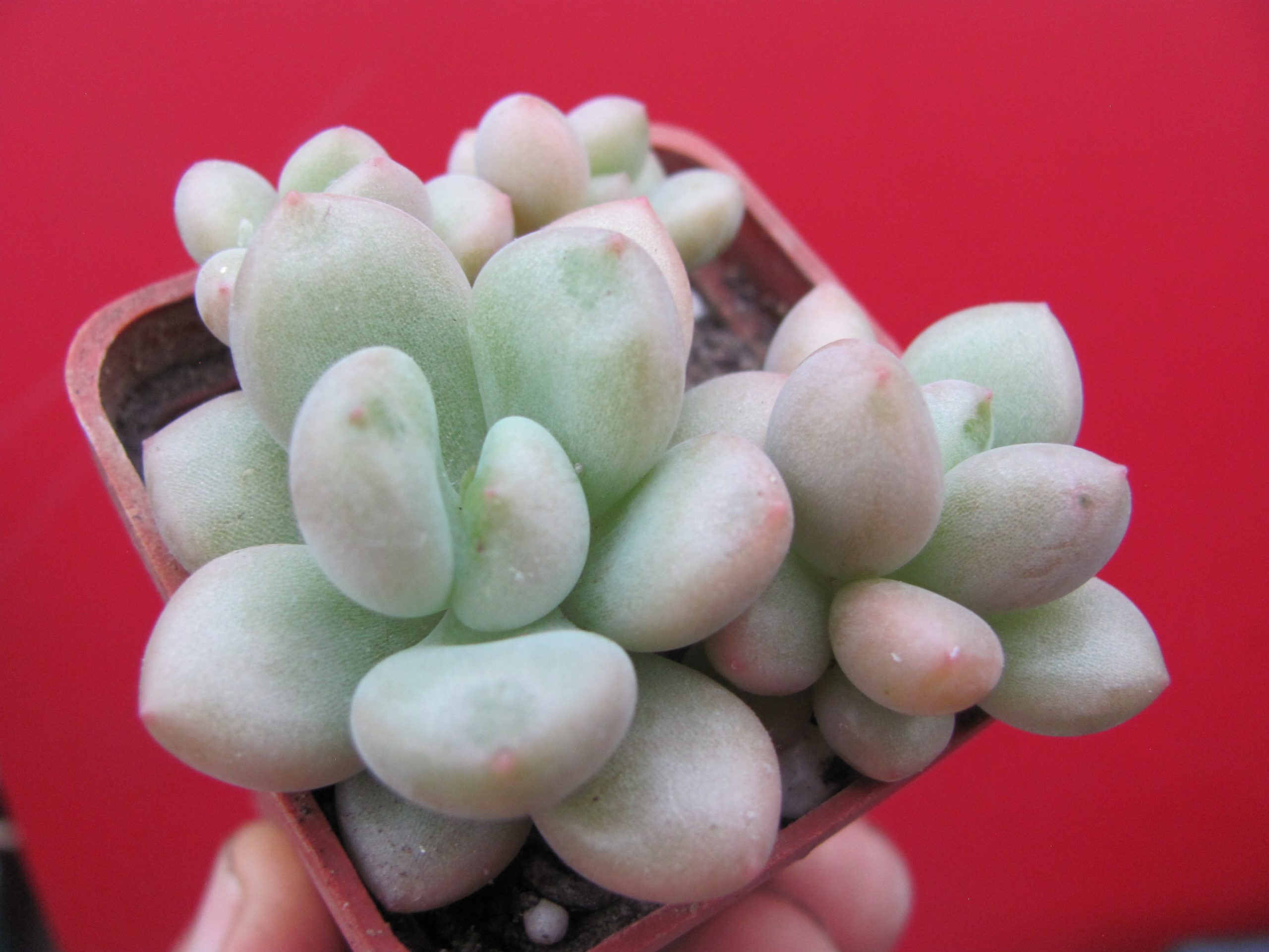 Echeveria Bill Gates