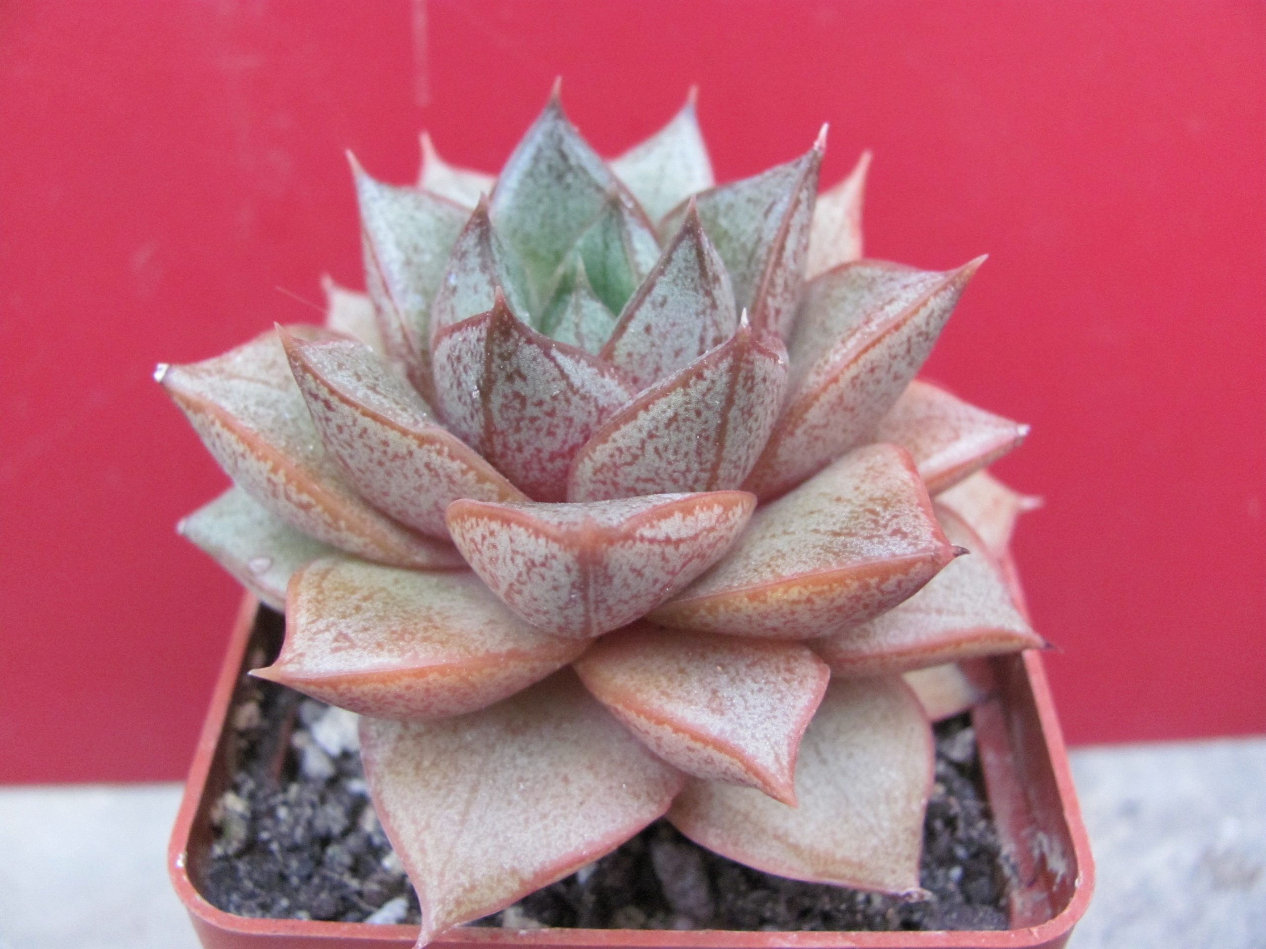 Echeveria purpusorum  *White form*