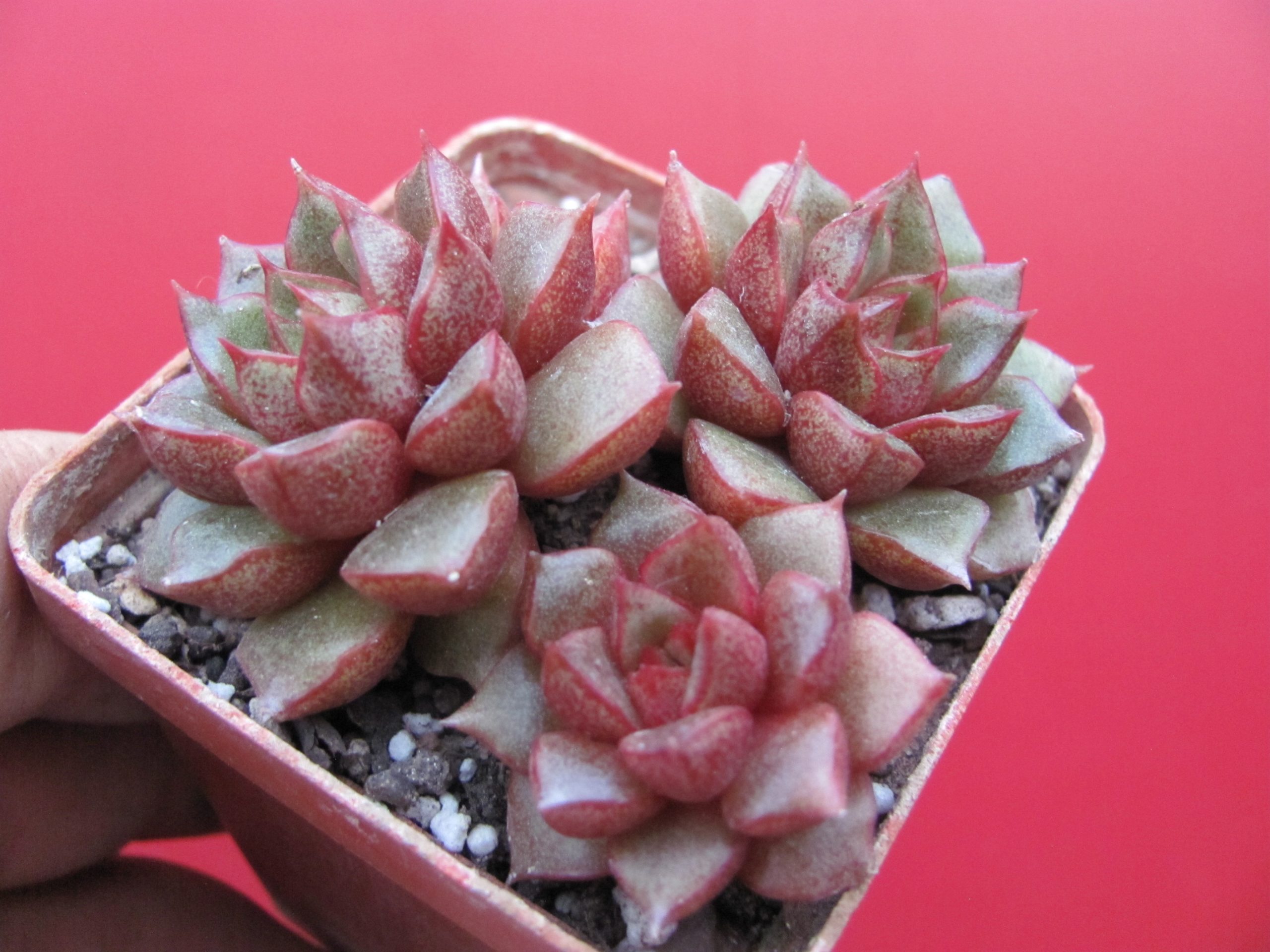 Echeveria  purpusorum  hybr.