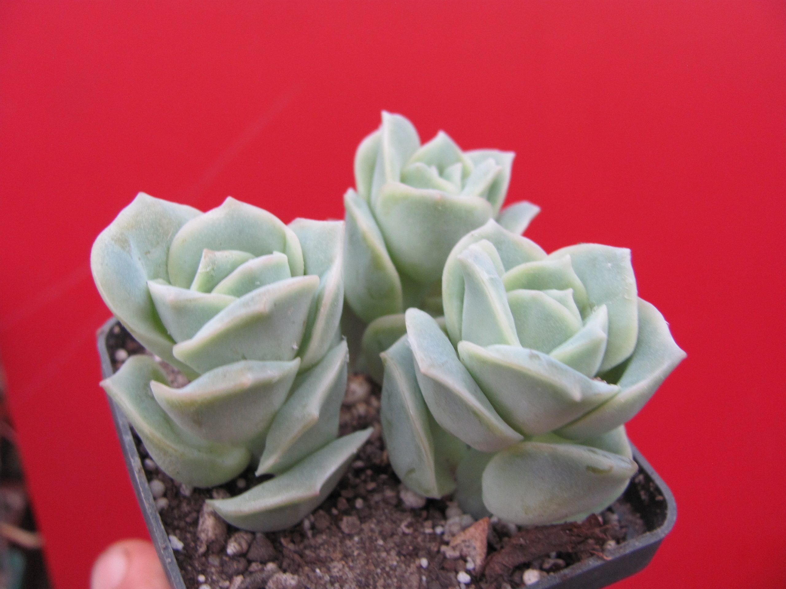 Echeveria Lovely Rose