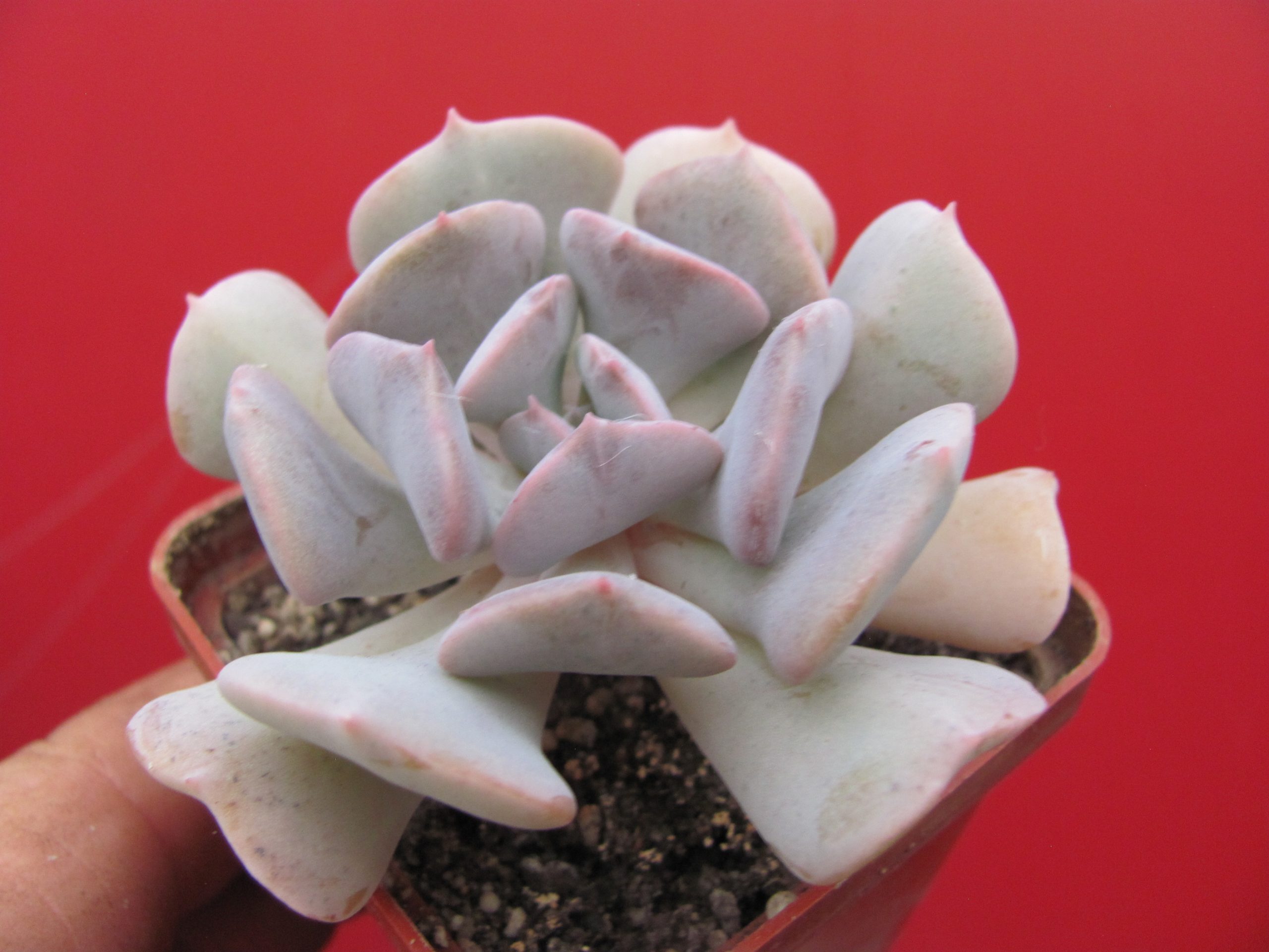 Echeveria Cubic Frost