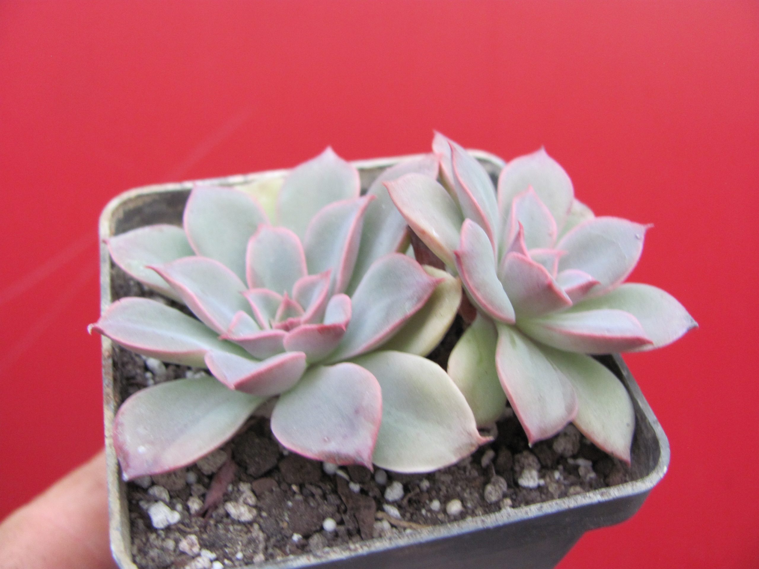 Echeveria Fantastic Fountain