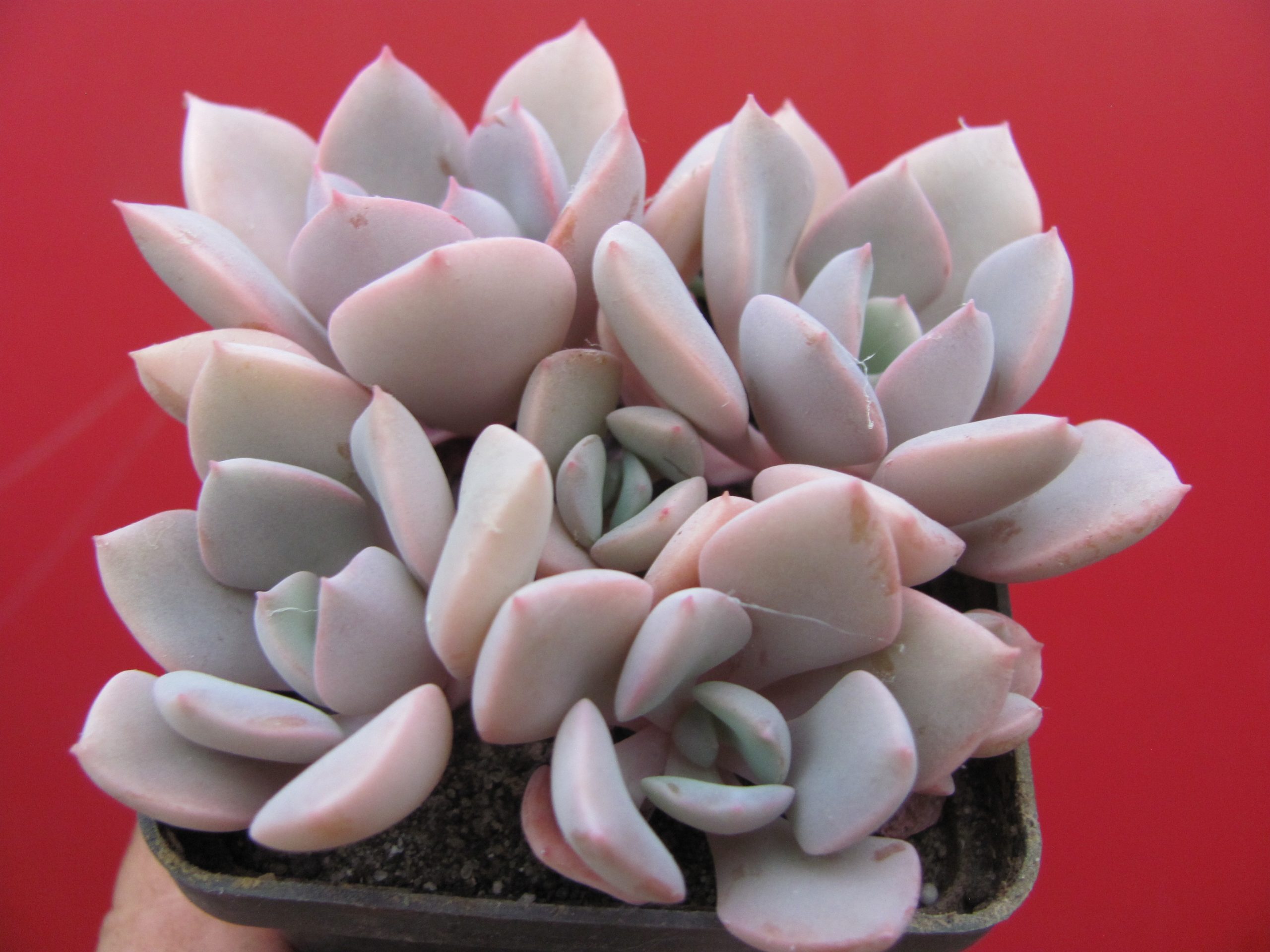 Echeveria Debbie