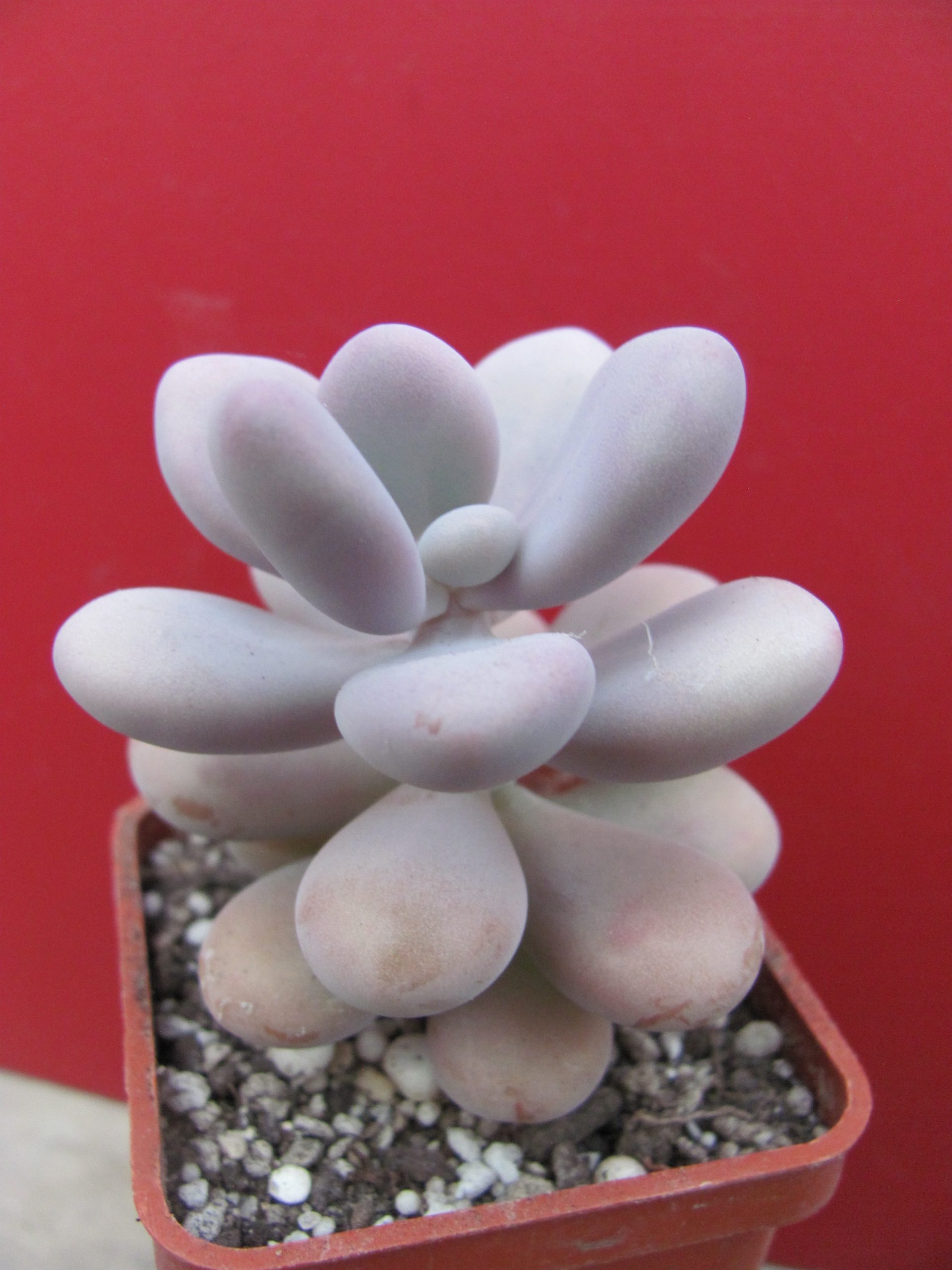 Pachyphytum Pink