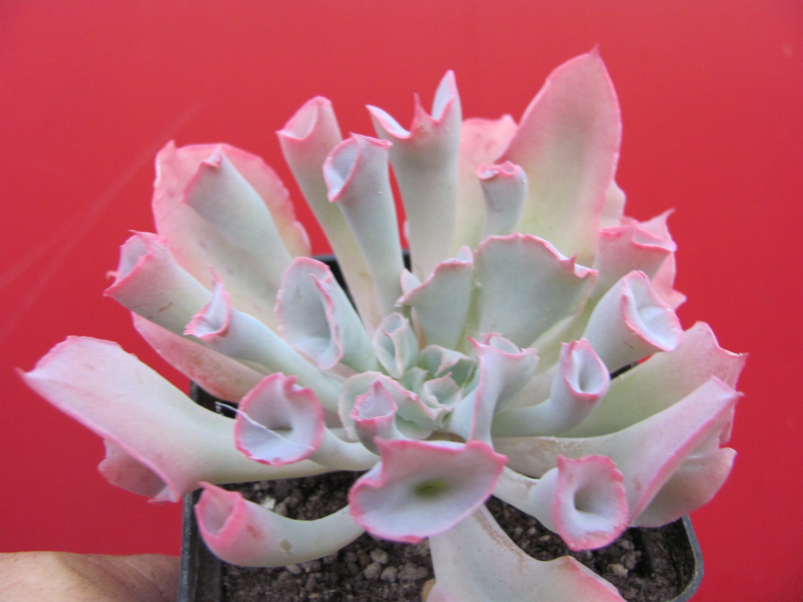 Echeveria Trumpet Pinky